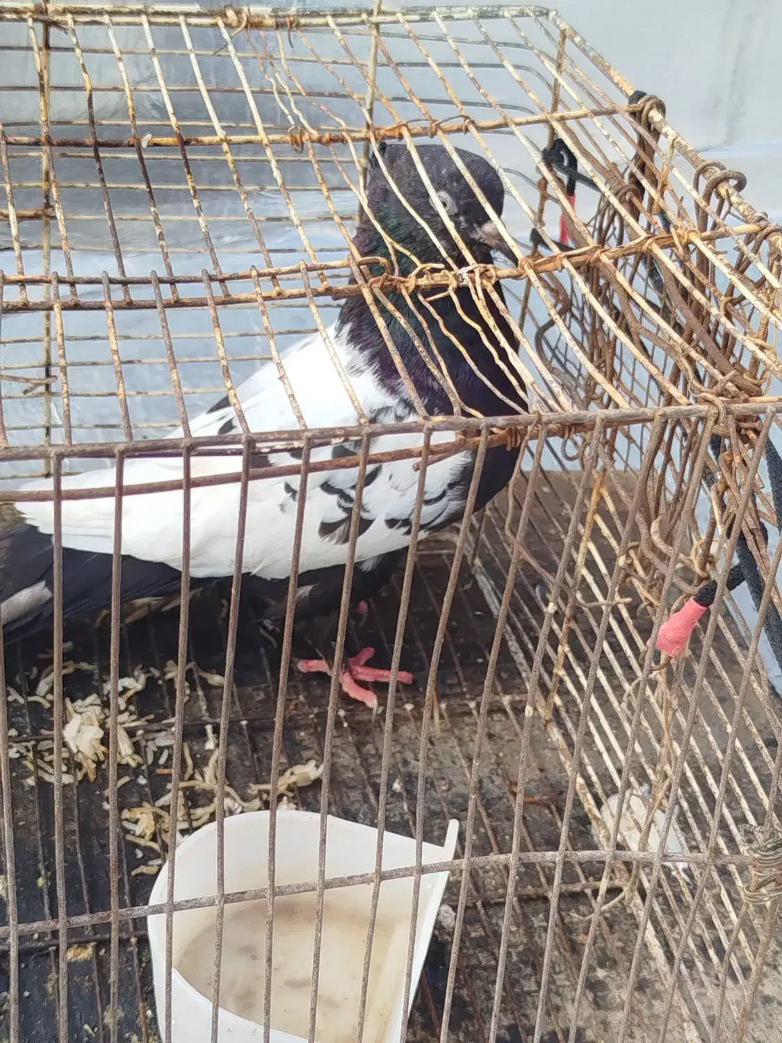 کبوتر|پرنده|جم, |دیوار