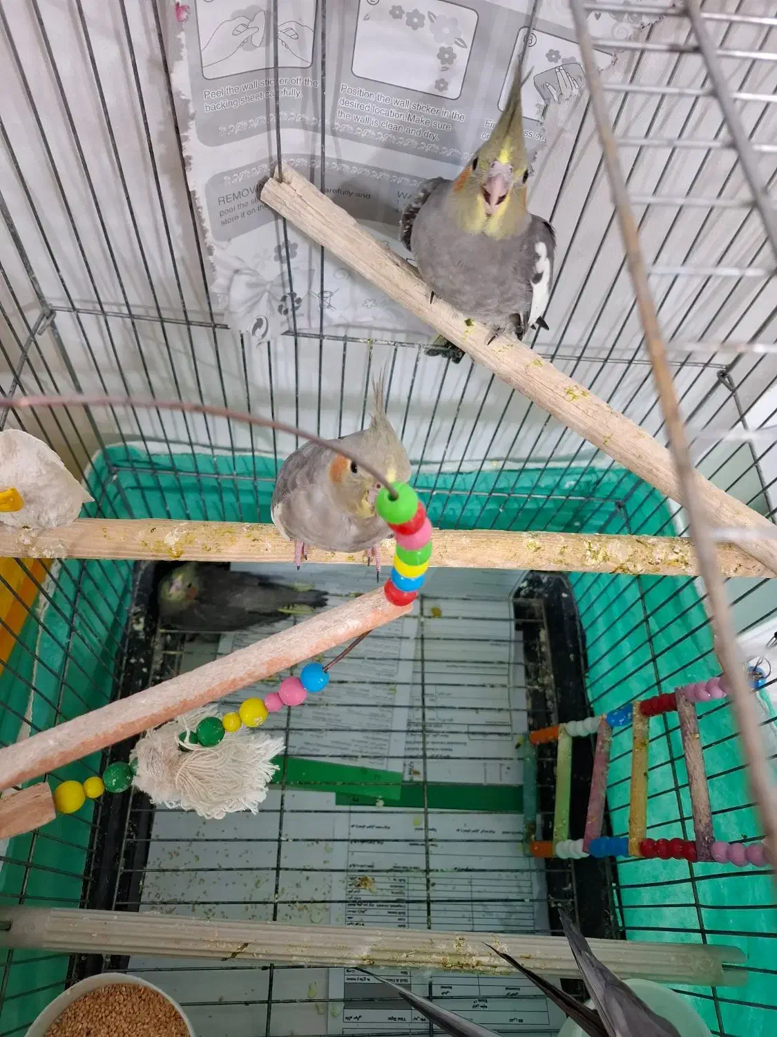 عروس هلندی|پرنده|صحنه, |دیوار