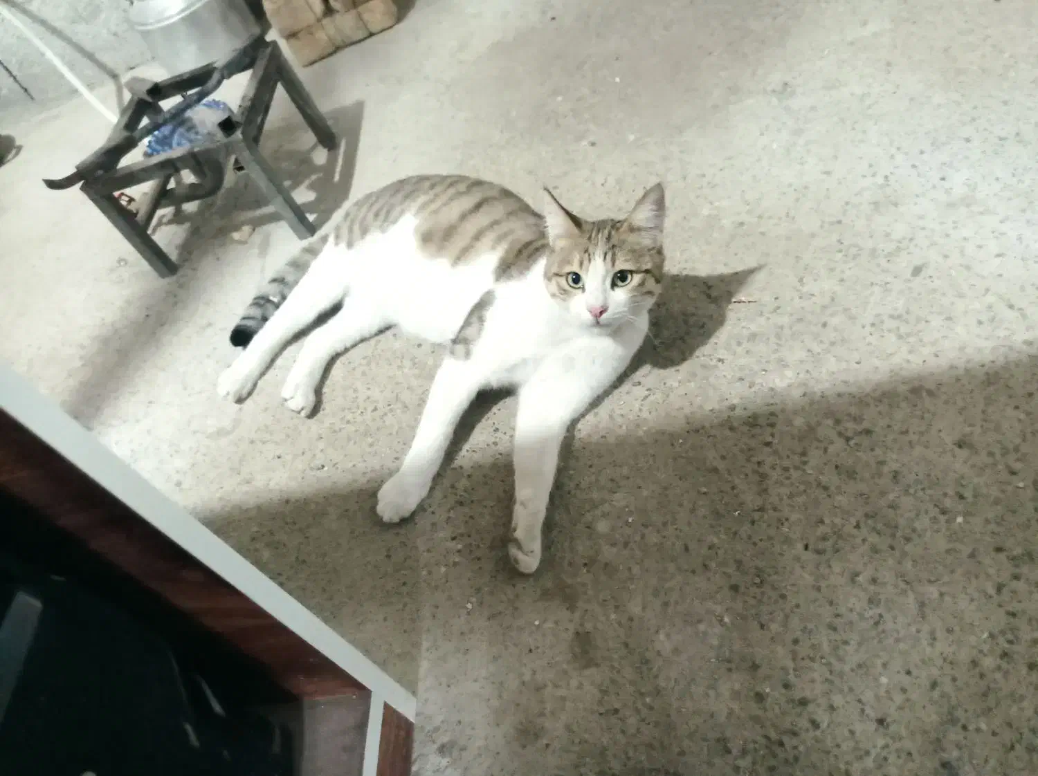 گربه گمشده|گربه|سلماس, |دیوار