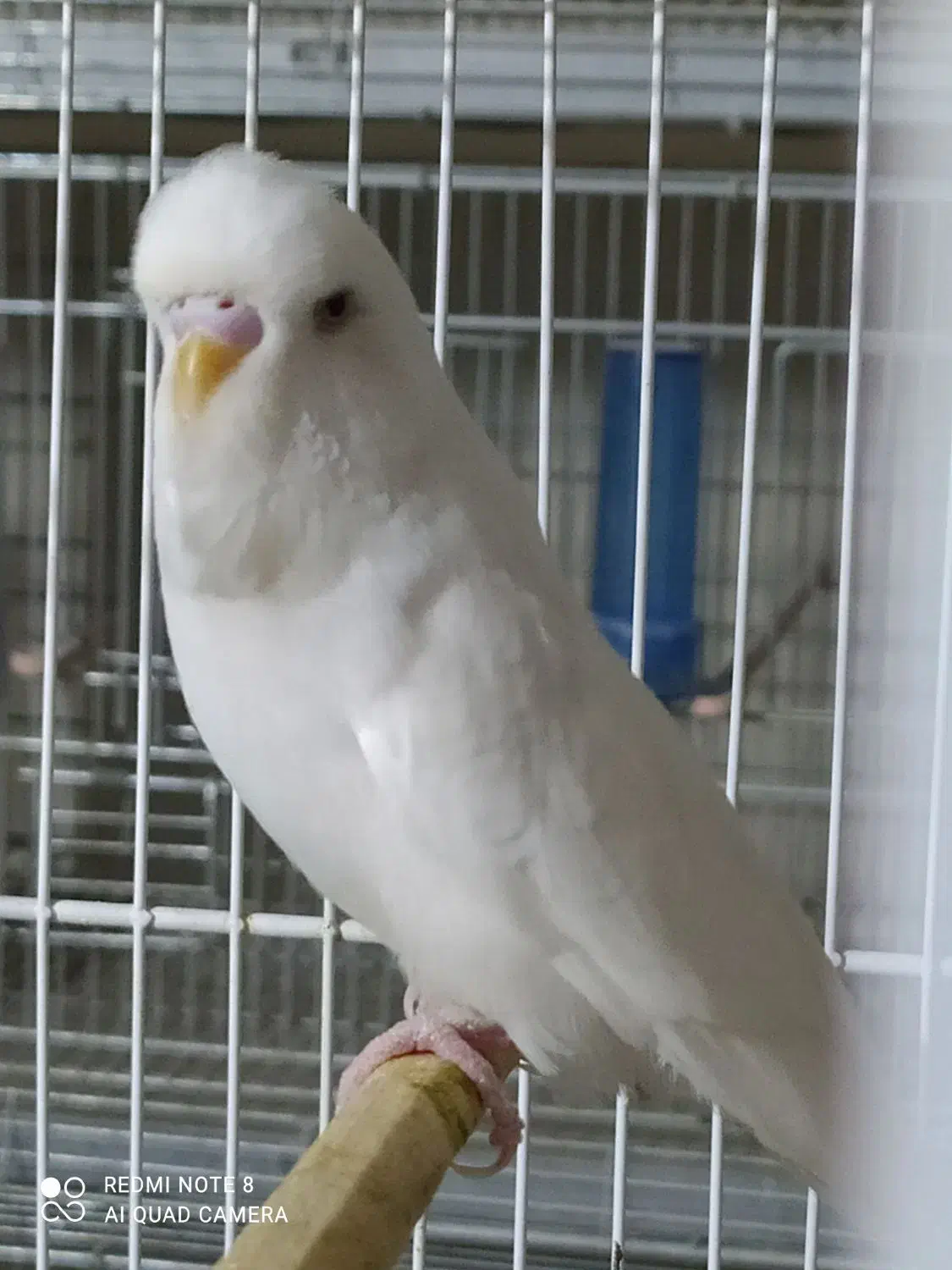 مرغ عشق نر انگلیسی چشم فالو|پرنده|زاهدان, |دیوار