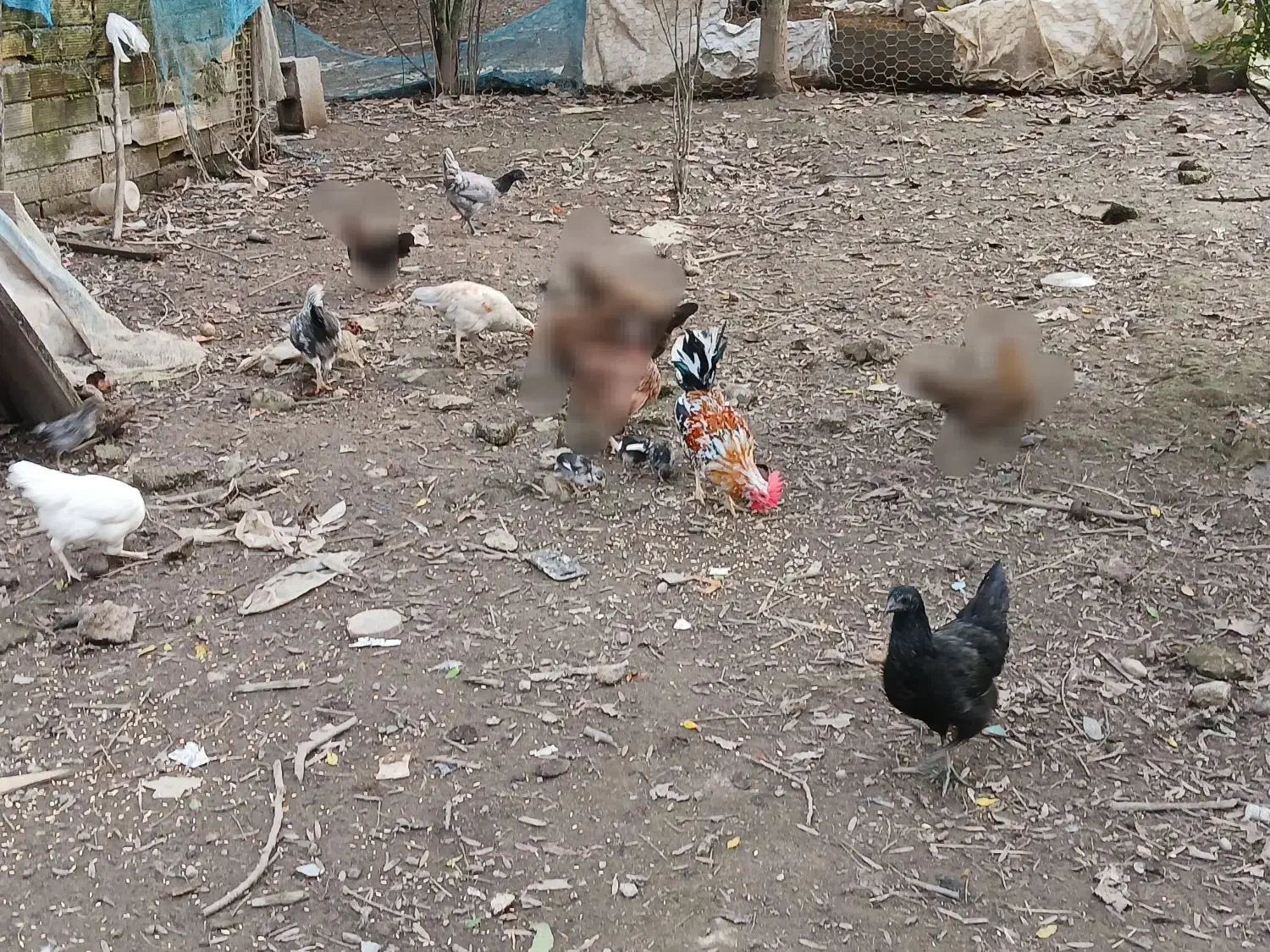 مرغ و خروس محلی سالم و سرحال|حیوانات مزرعه|شفت, |دیوار