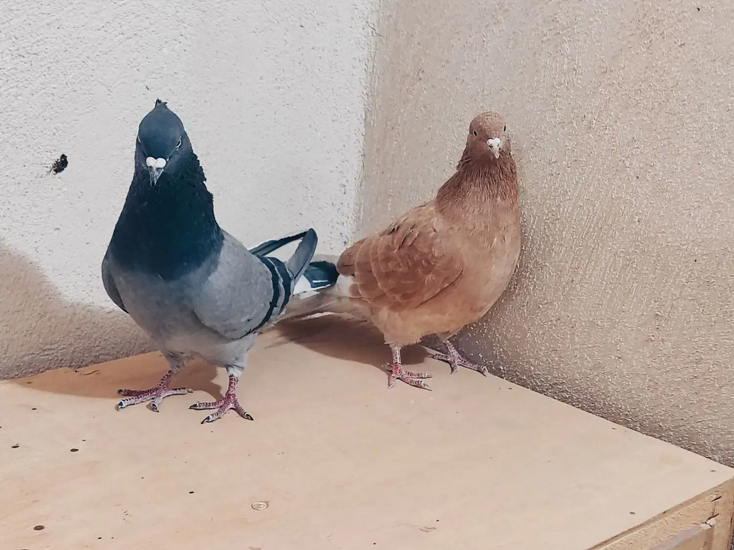 کفتر هم نقش هم پرش|پرنده|بهارستان, |دیوار