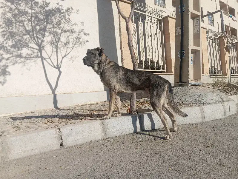 توله سرابی اصیل نوه هوزی|سگ|تهران, جیحون|دیوار