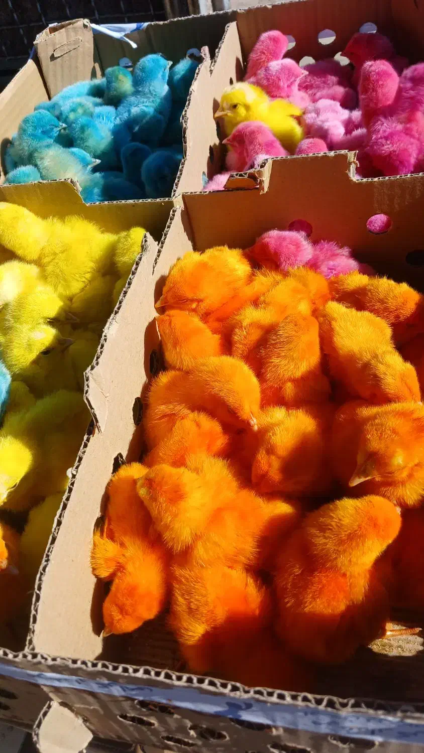 جوجه رنگی شب عید|حیوانات مزرعه|قم, شهرک توانیر|دیوار