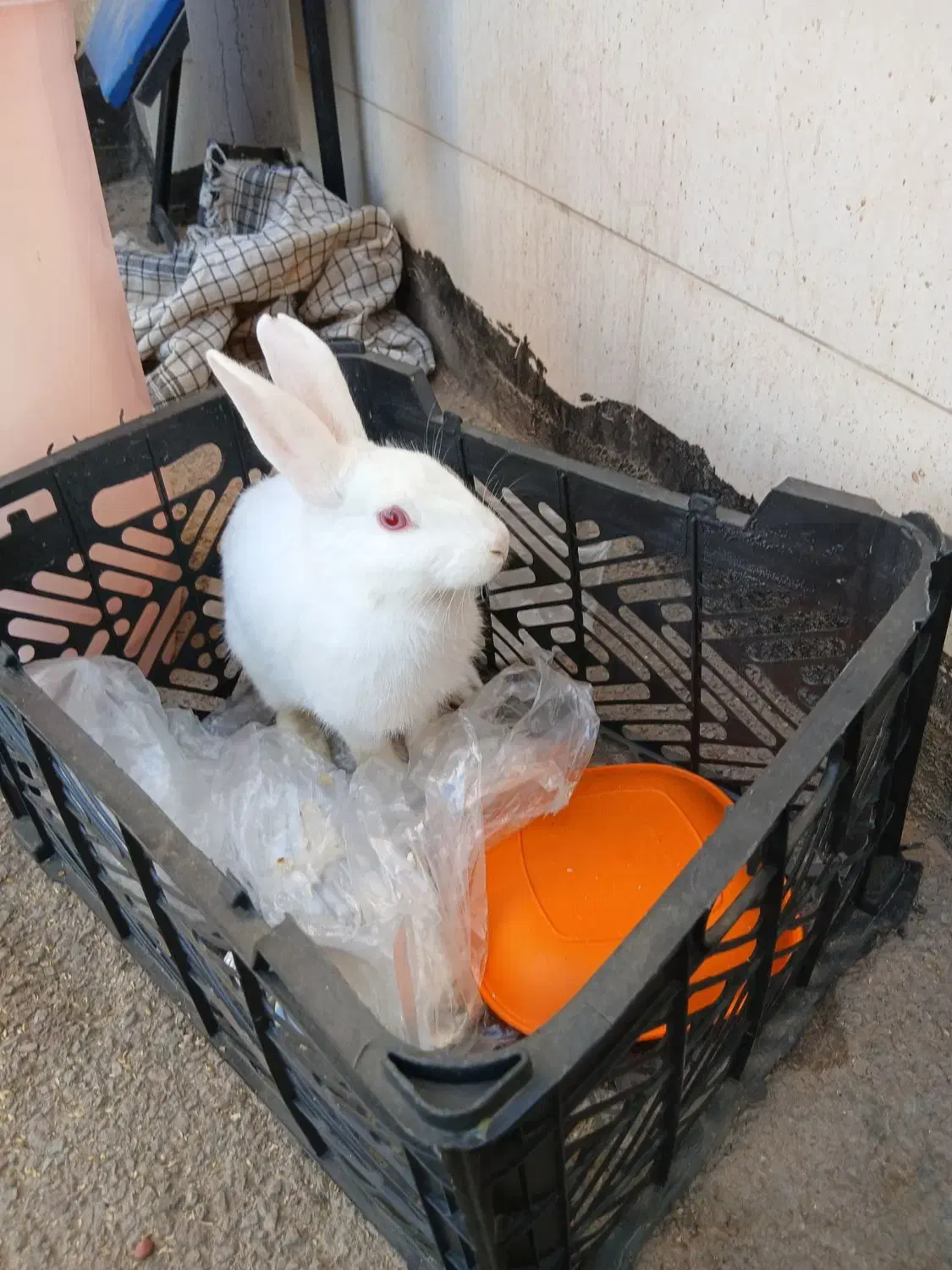 خرگوش|موش و خرگوش|شاهینشهر, طالقانی|دیوار