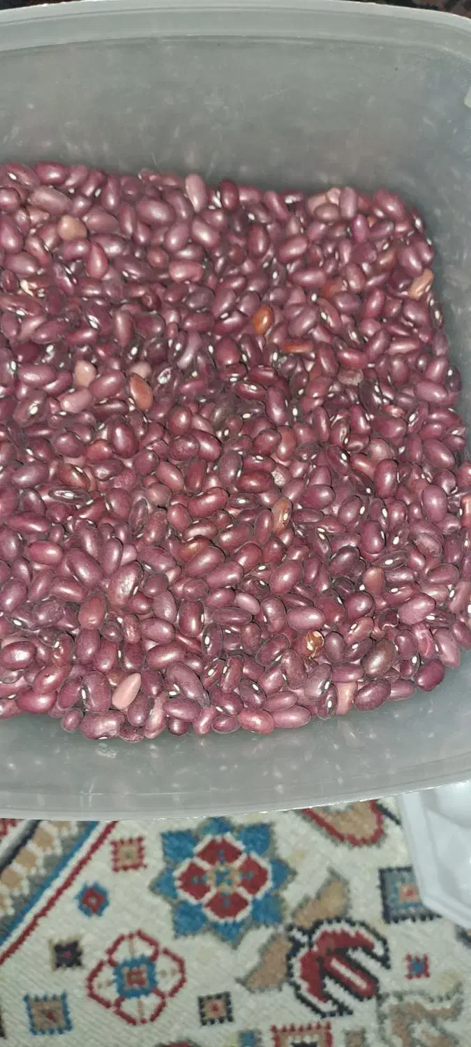 لوبیا قرمز|خوردنی و آشامیدنی|دیواندره, |دیوار