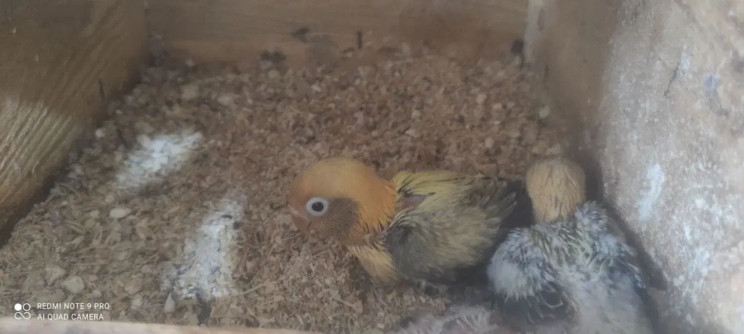 سرلاکی برزیلی پاربلو و یووینگ گلد و راهب|پرنده|سوسنگرد, |دیوار