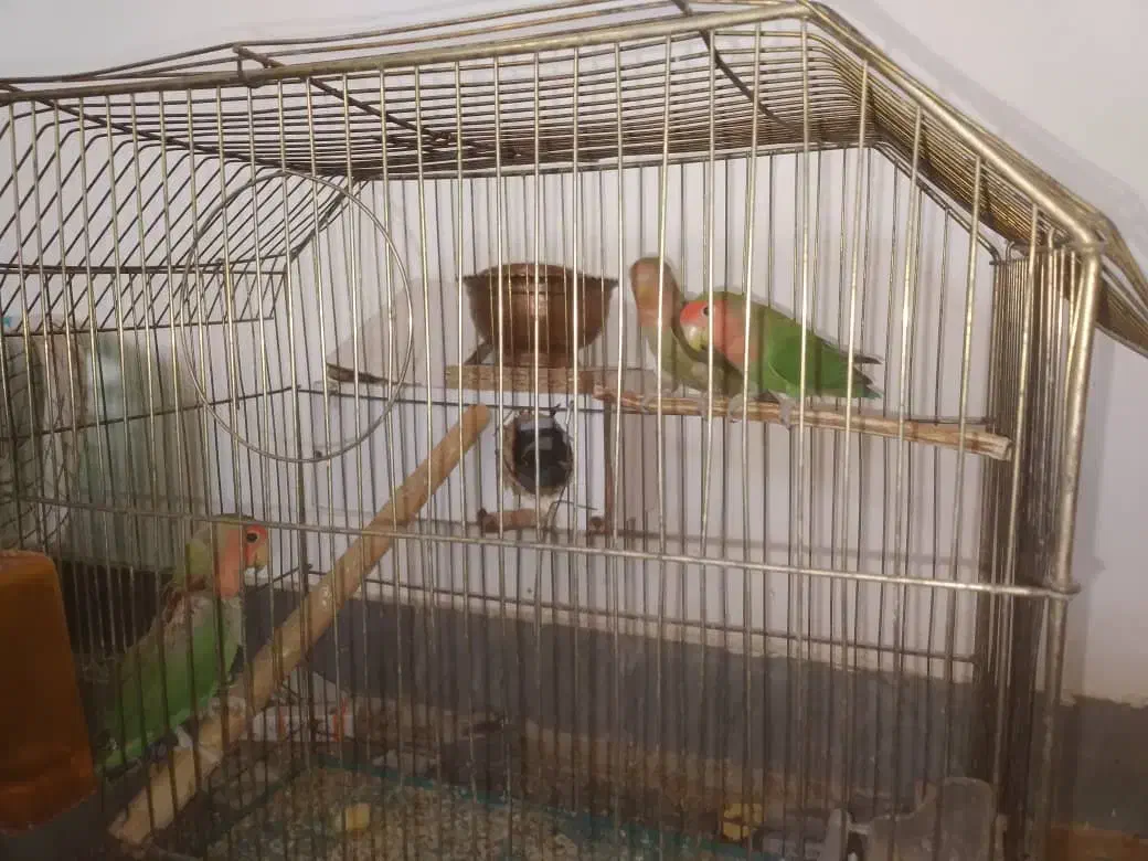 ۳ تا طوطی برزیلی مولد|پرنده|قیدار, |دیوار