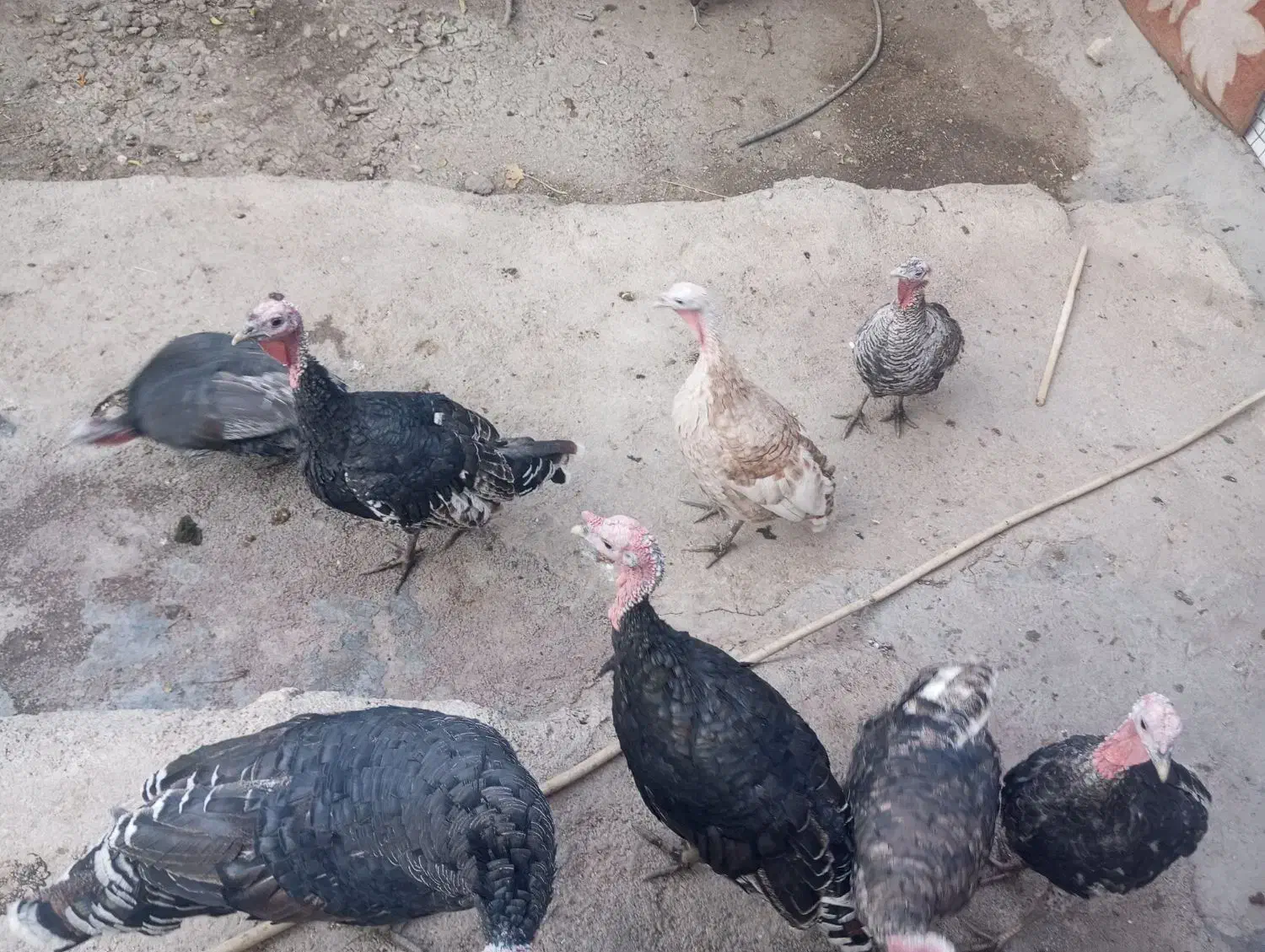 فروش بوقلمون|حیوانات مزرعه|ایذه, |دیوار