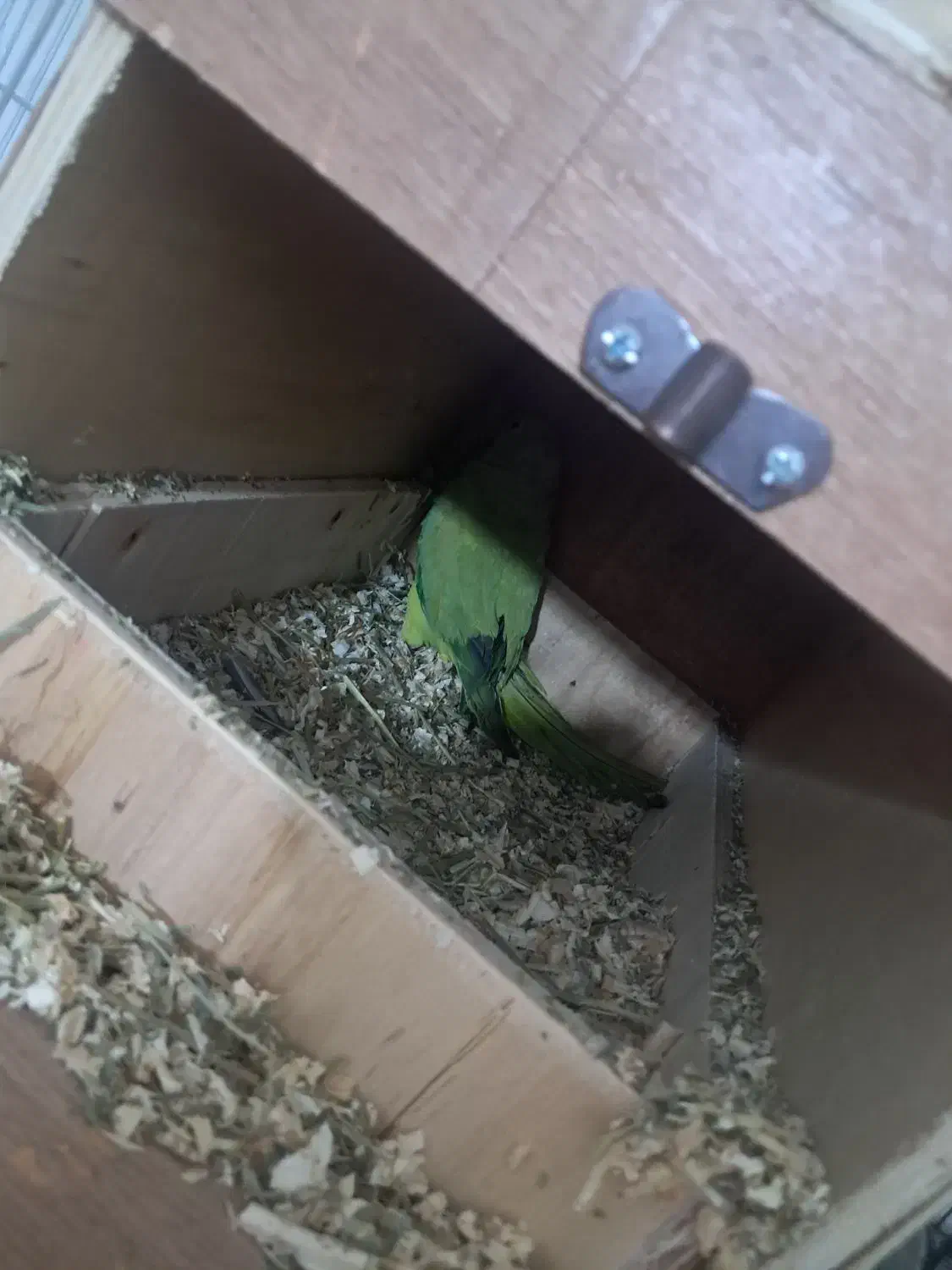 آواز خان و ملنگو|پرنده|آبادان, |دیوار