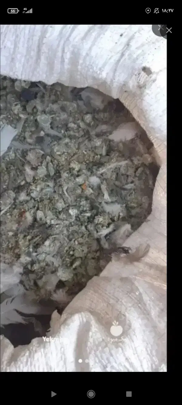 کود کبوتر|گل و گیاه طبیعی|کبودرآهنگ, |دیوار