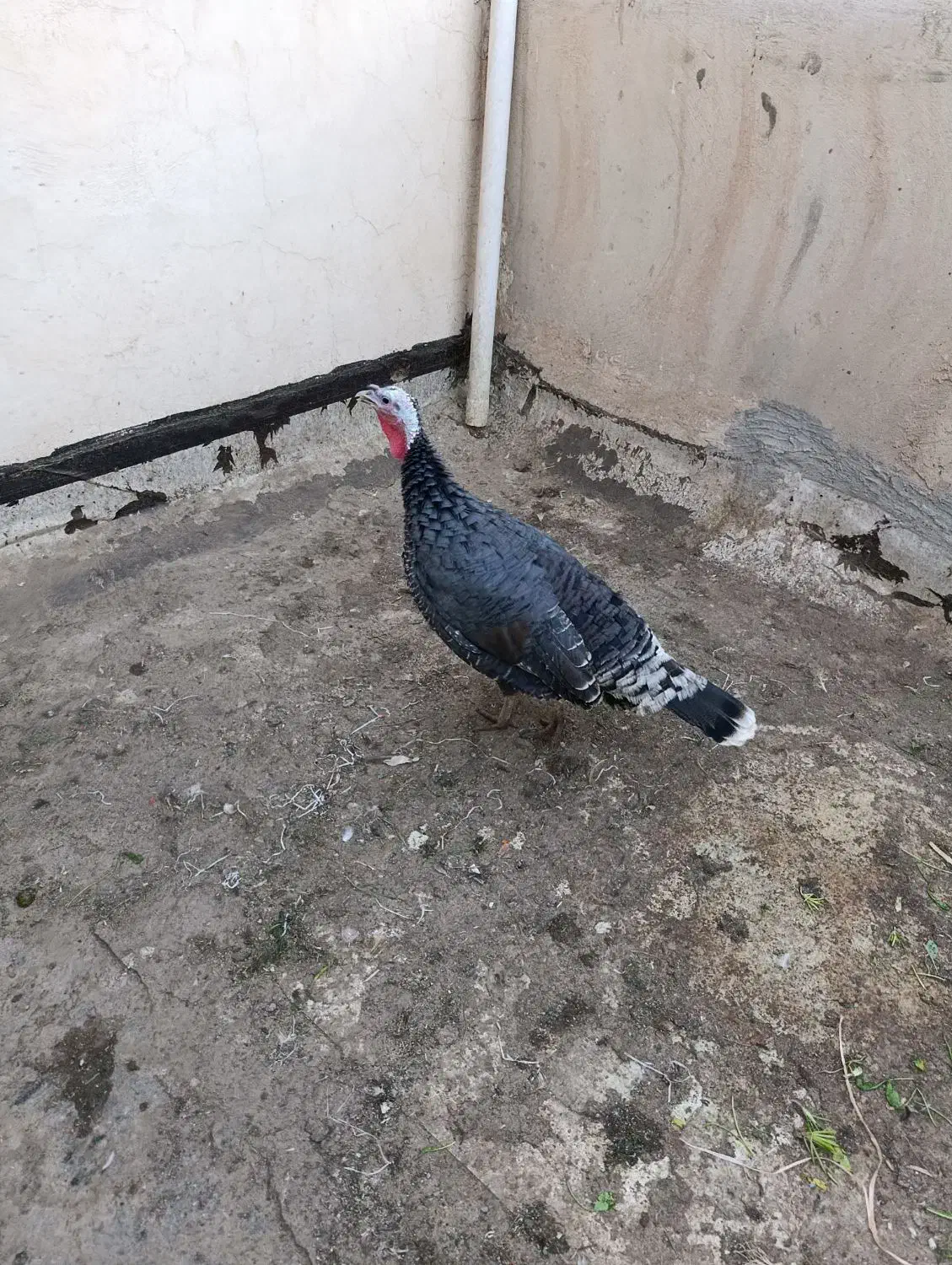 بوقلمون ماده سنگین وزن.|حیوانات مزرعه|کرج, خرمدشت|دیوار