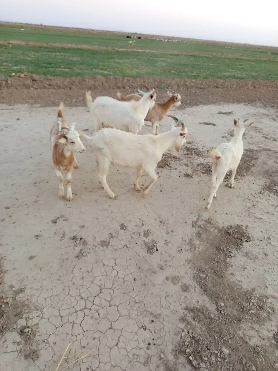 درعی|حیوانات مزرعه|درح, |دیوار