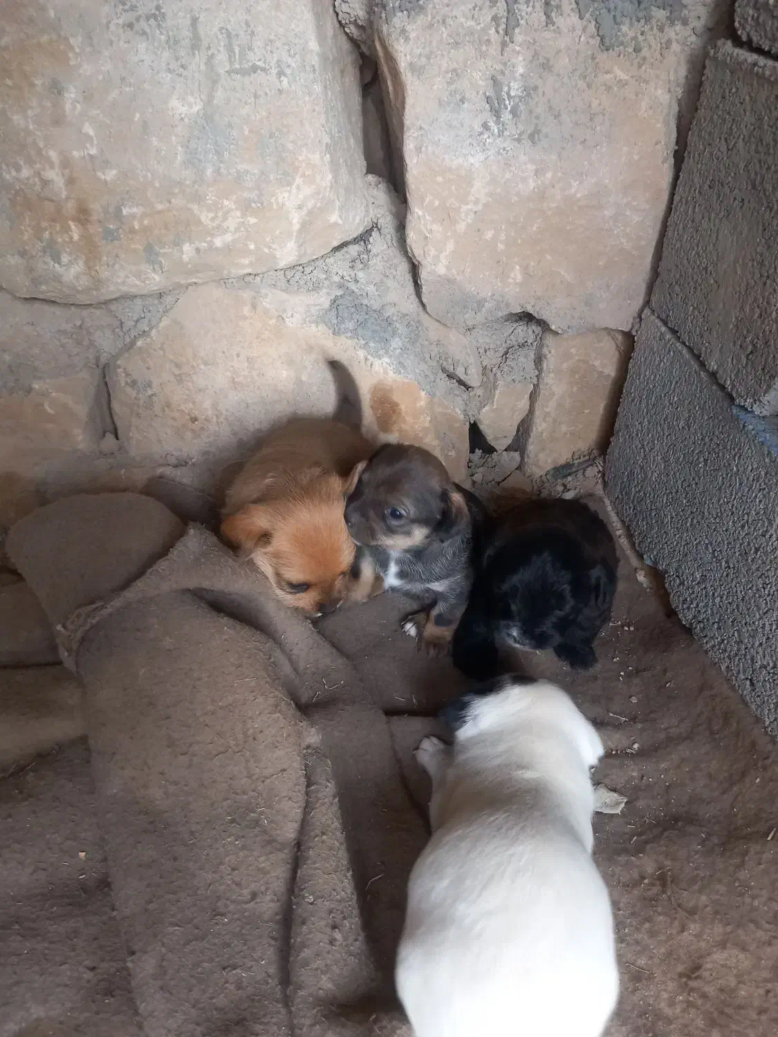 سگ پاه کوتاه|سگ|بجنورد, |دیوار