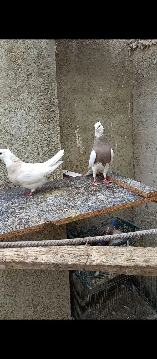 جفت طوقی نروماده|پرنده|قروه, |دیوار