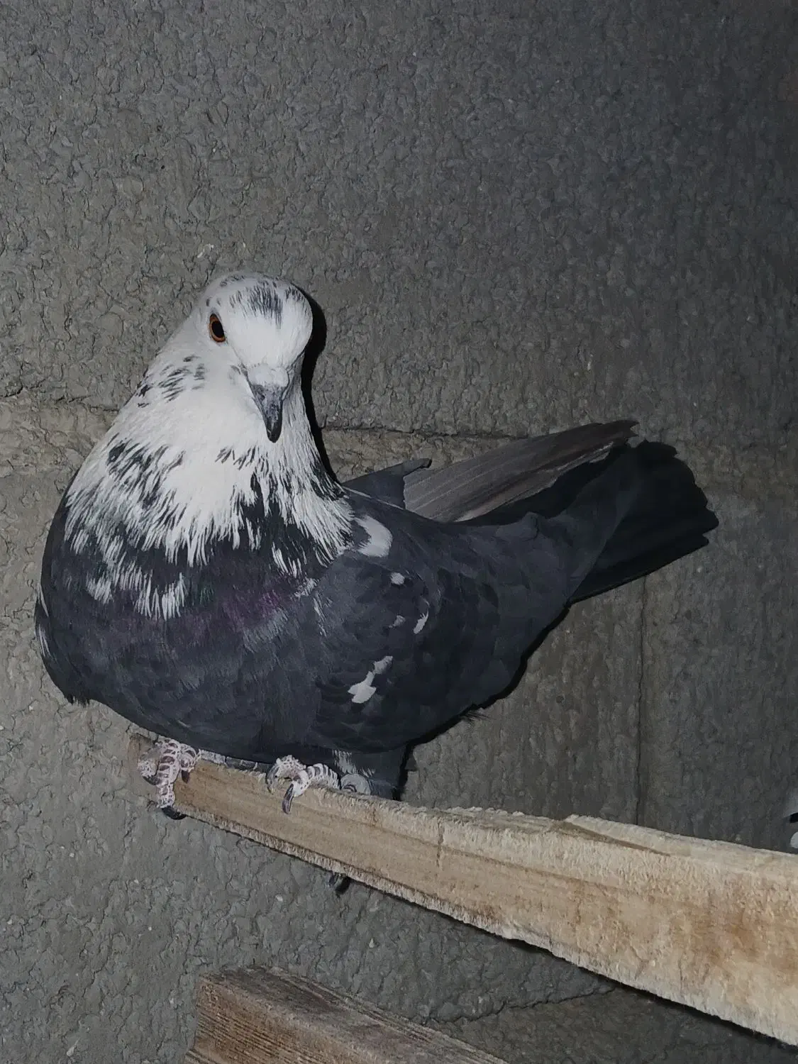 کبوتر|پرنده|طالقان, |دیوار