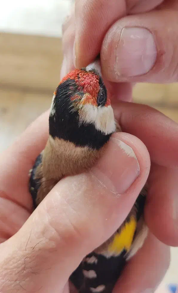 سهره نر نشاندار|پرنده|اردبیل, |دیوار