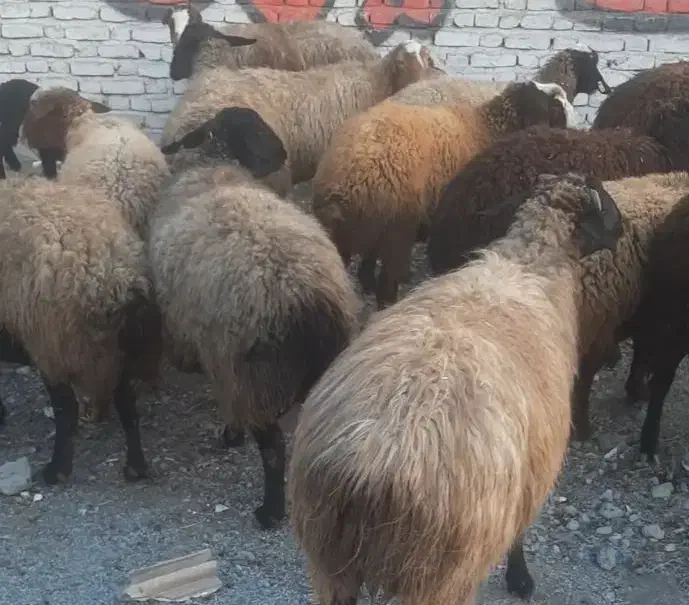 میش بره دار و آبستن|حیوانات مزرعه|جوادآباد, |دیوار