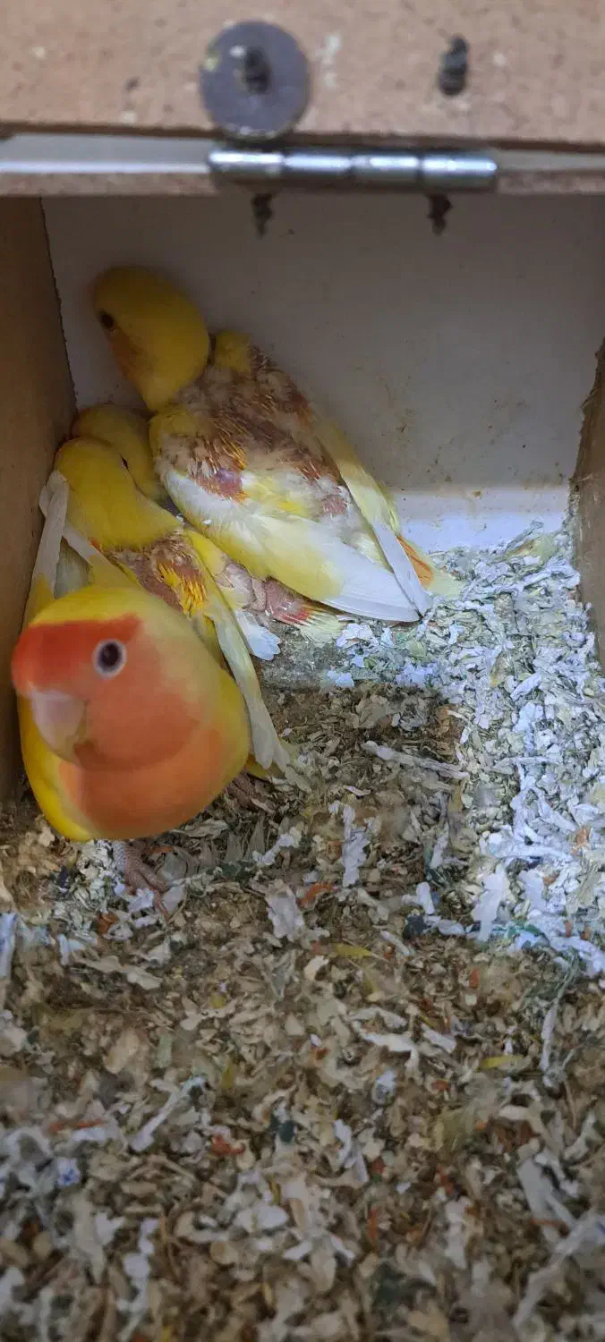 کوتوله عروس گرینچیک|پرنده|قائن, |دیوار