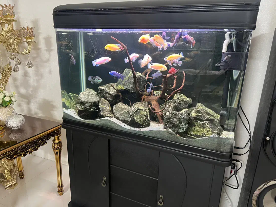 آکواریوم شرکتی|ماهی|مشهد, کوی المهدی|دیوار