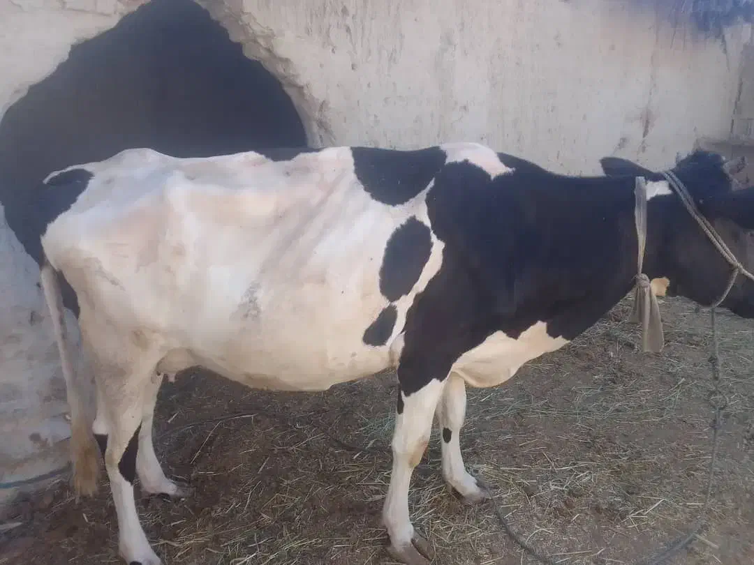 گاو خوب|حیوانات مزرعه|هیدوچ, |دیوار