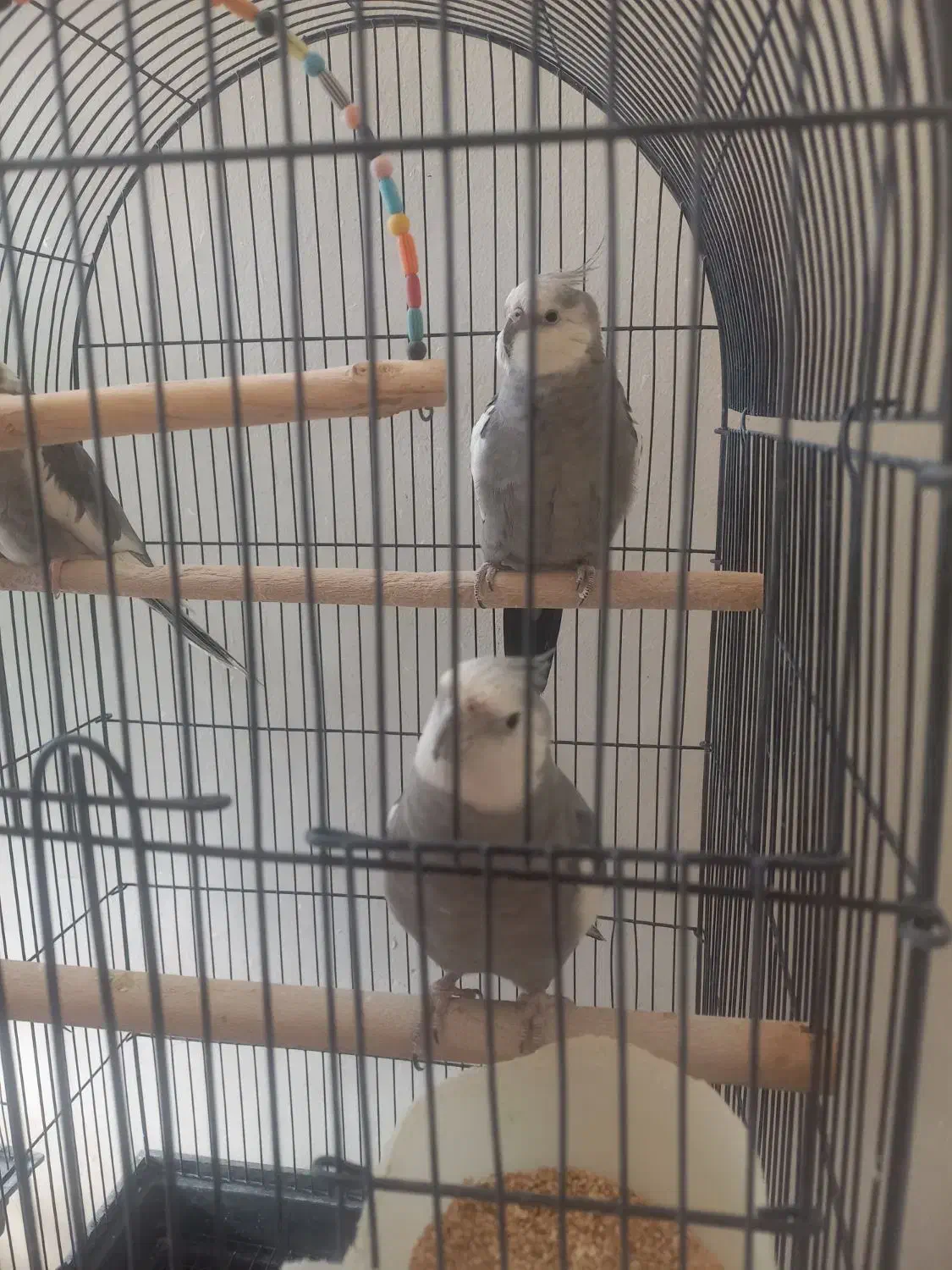 عروس هلندی|پرنده|تهران, مشیریه|دیوار