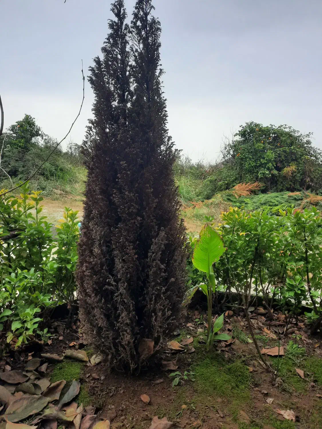 سرو آبی خشک|گل و گیاه طبیعی|سلمان‌شهر, |دیوار