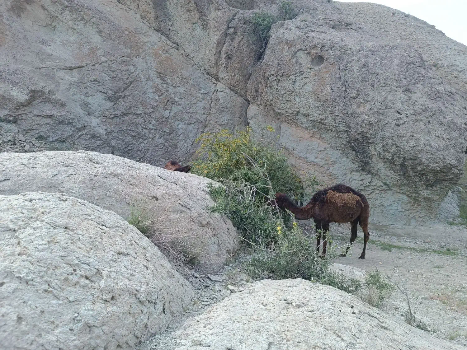 بچه شتر و بزغاله|حیوانات مزرعه|دماوند, دماوند|دیوار