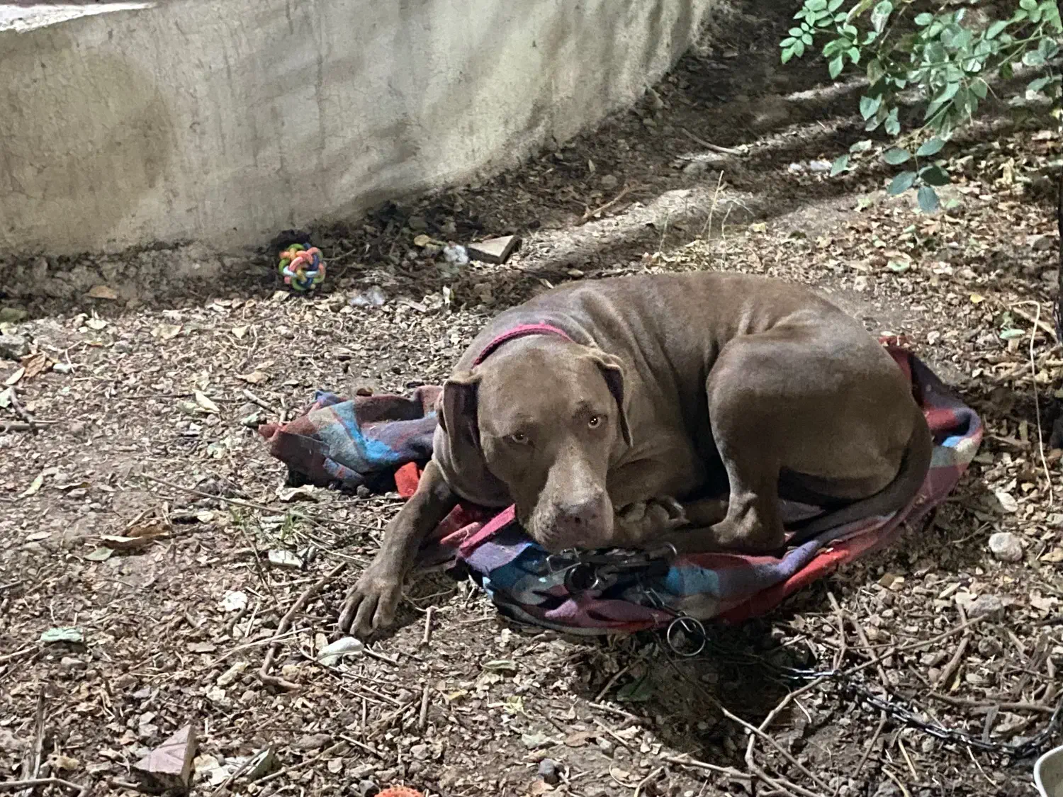 سگ گمشده|حیوانات|فلاورجان, |دیوار