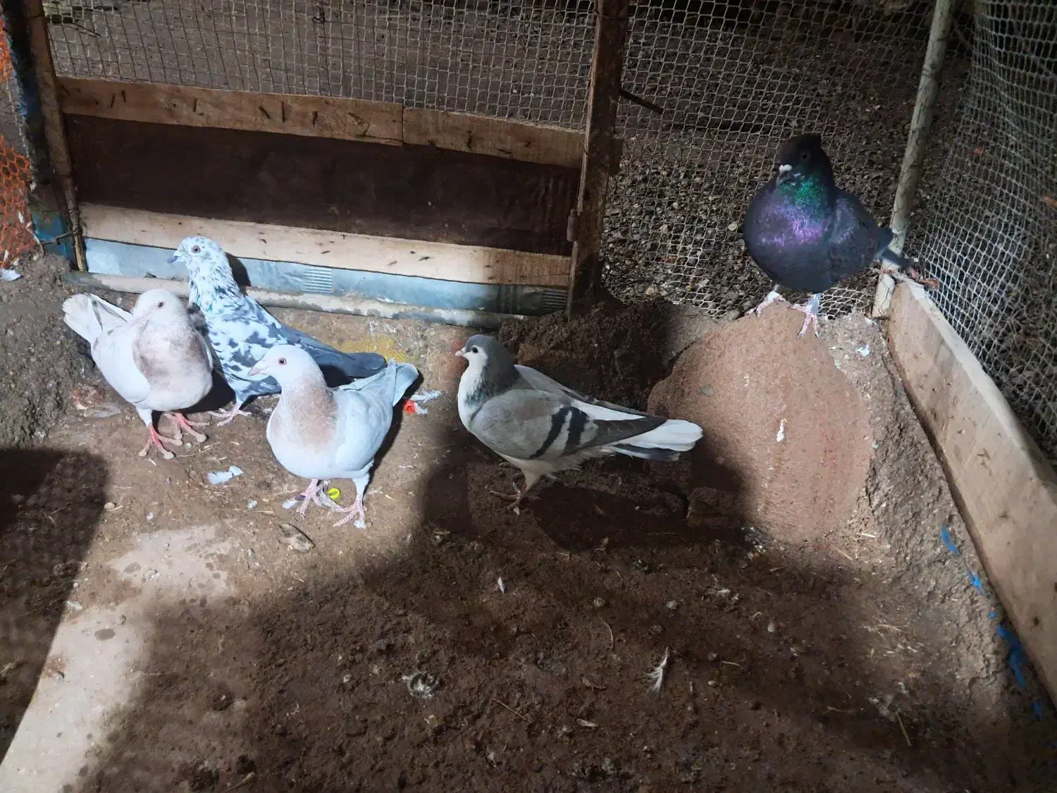 پنج عدد کبوتر|پرنده|دشتابی, |دیوار