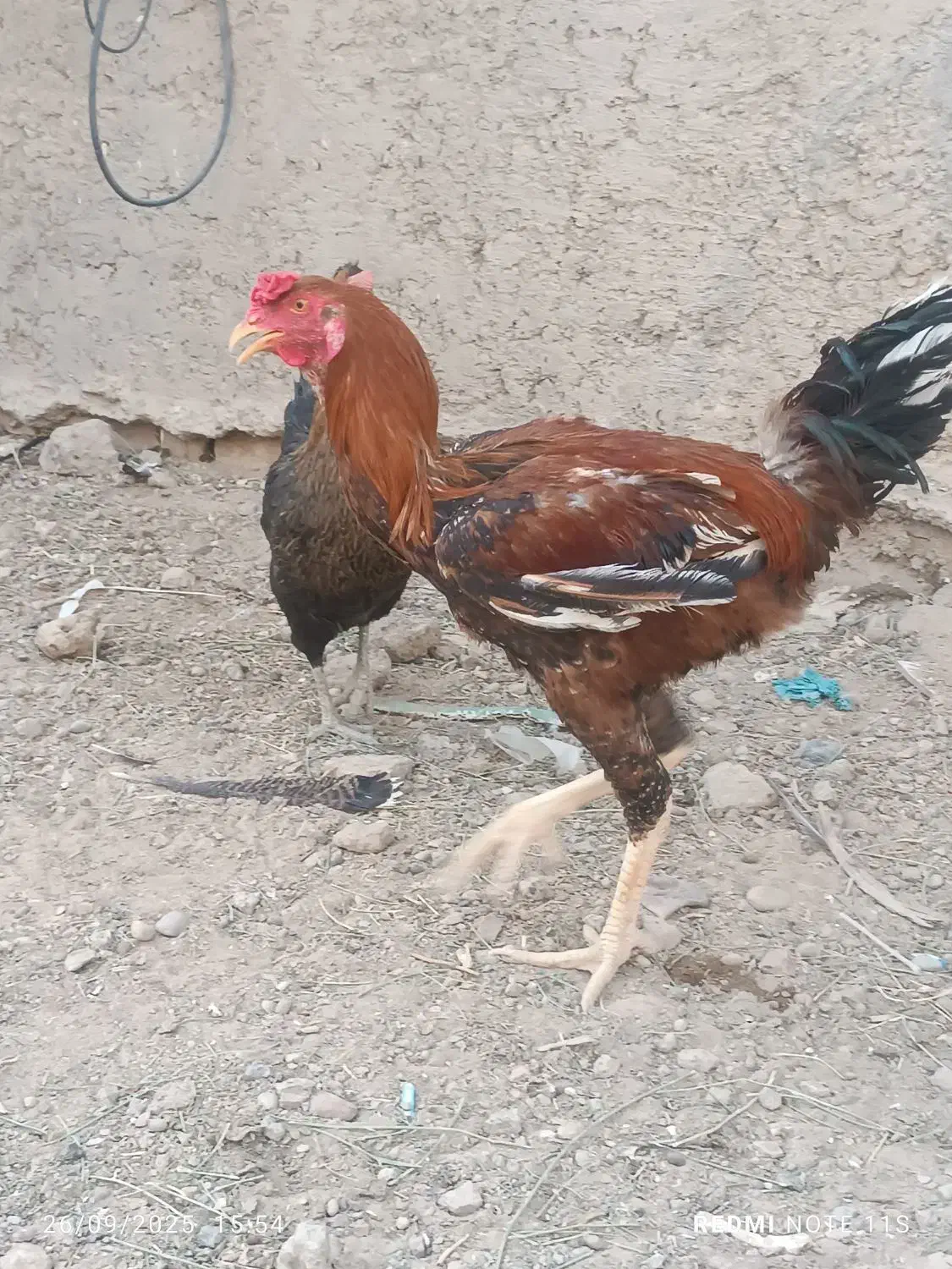 خروس و مرغ تخم گزار|حیوانات مزرعه|زابل, |دیوار