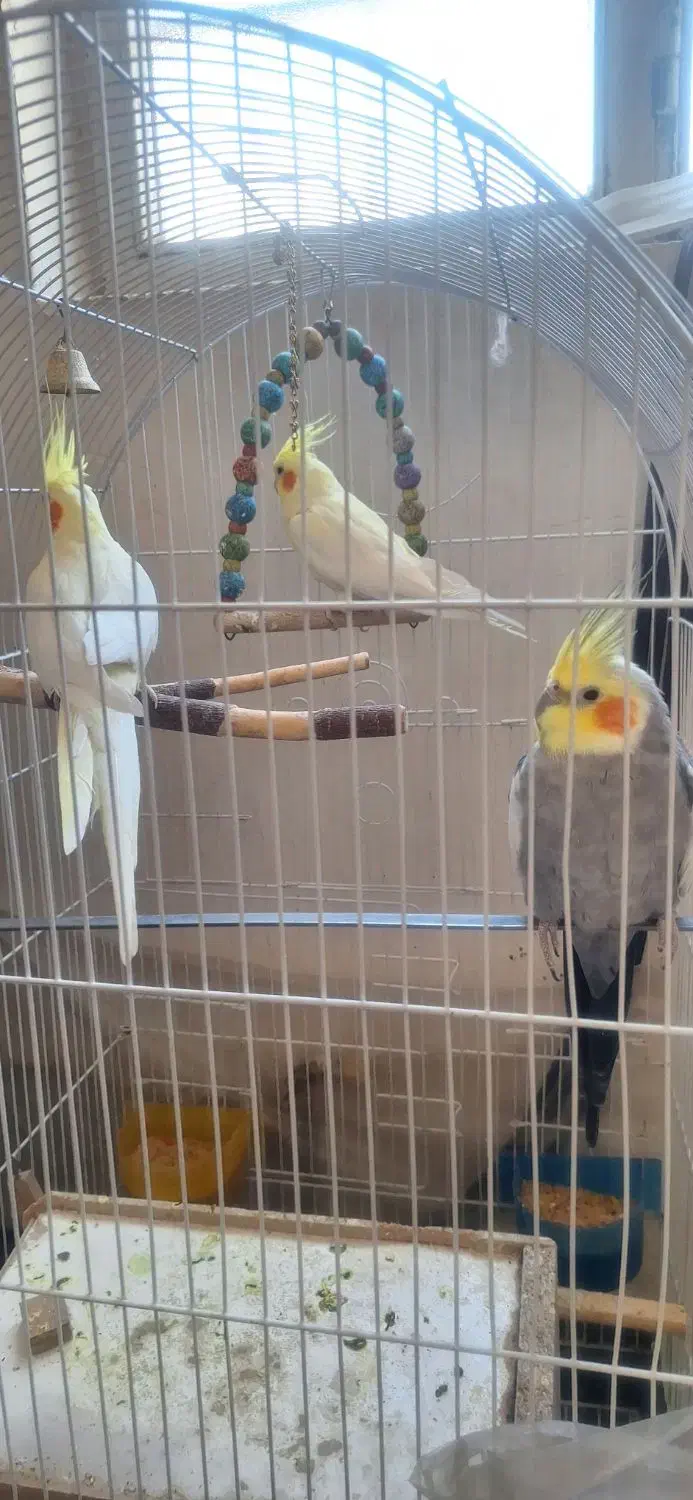 عروس هلندی ۲تانر یدونه ماده .چند کلمه حرف میزنن|پرنده|بروجرد, |دیوار