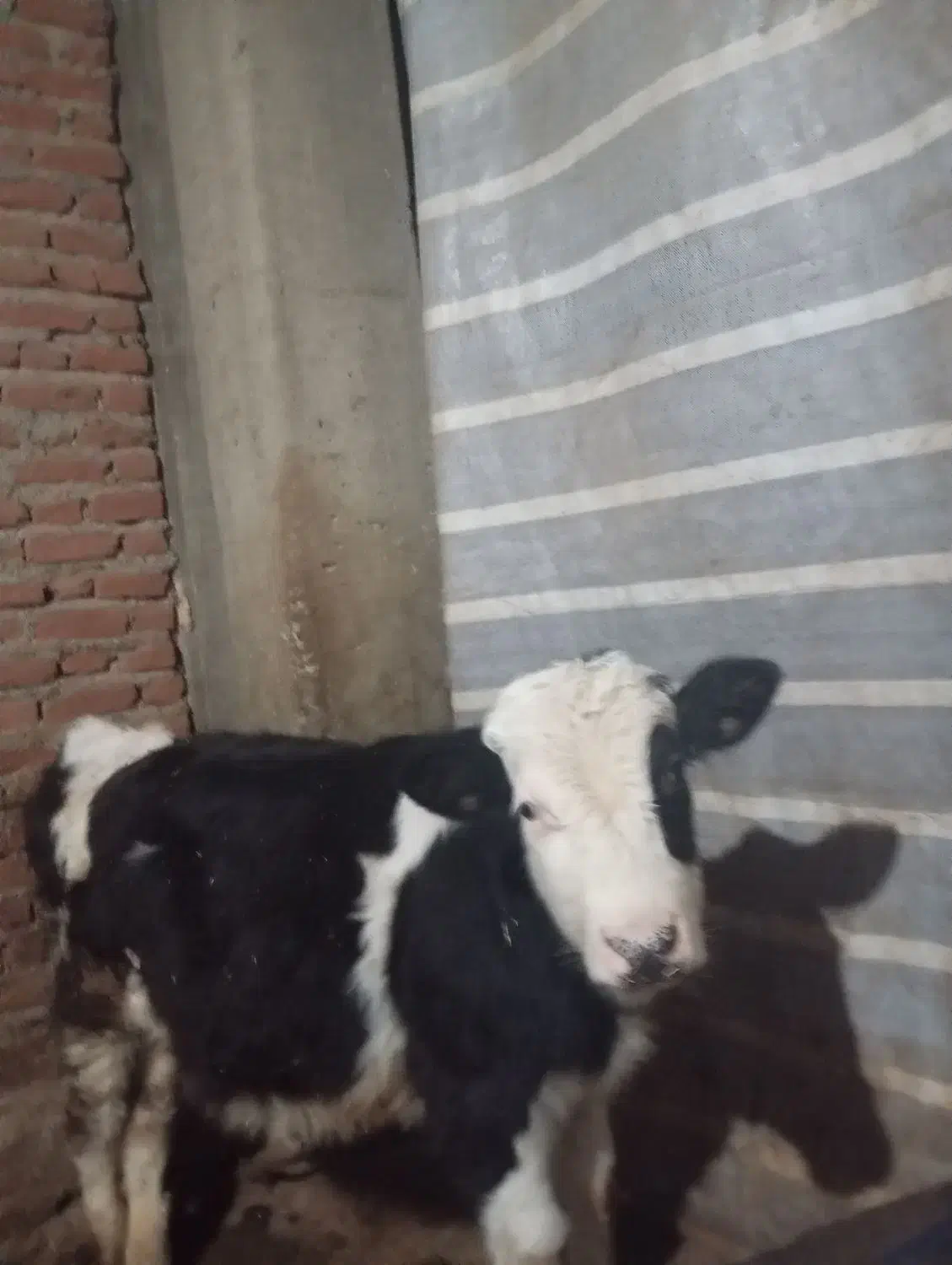 گاو ۹ ماه نر|حیوانات مزرعه|سراجو, |دیوار