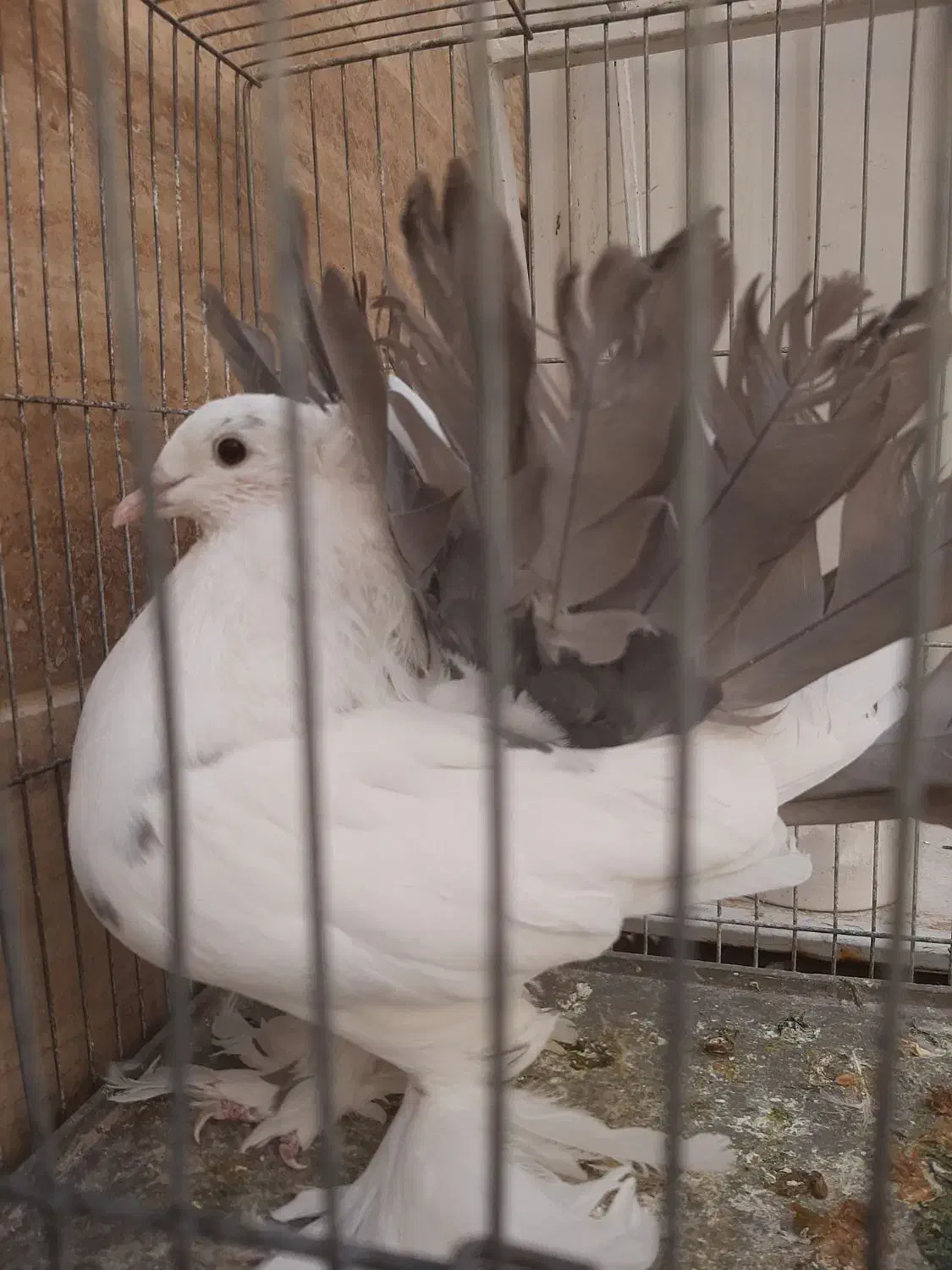 چتری و رواعب|پرنده|قم, حنیف نژاد|دیوار