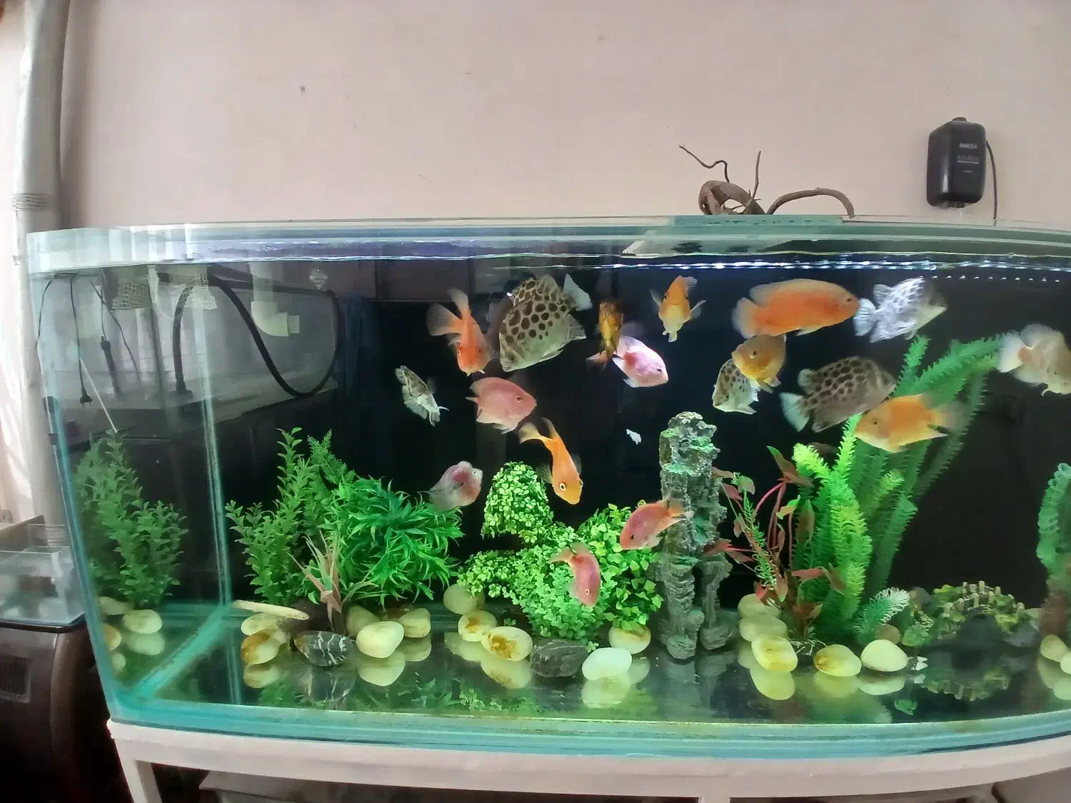 اکواریوم ماهی|ماهی|اصفهان, فردوان|دیوار