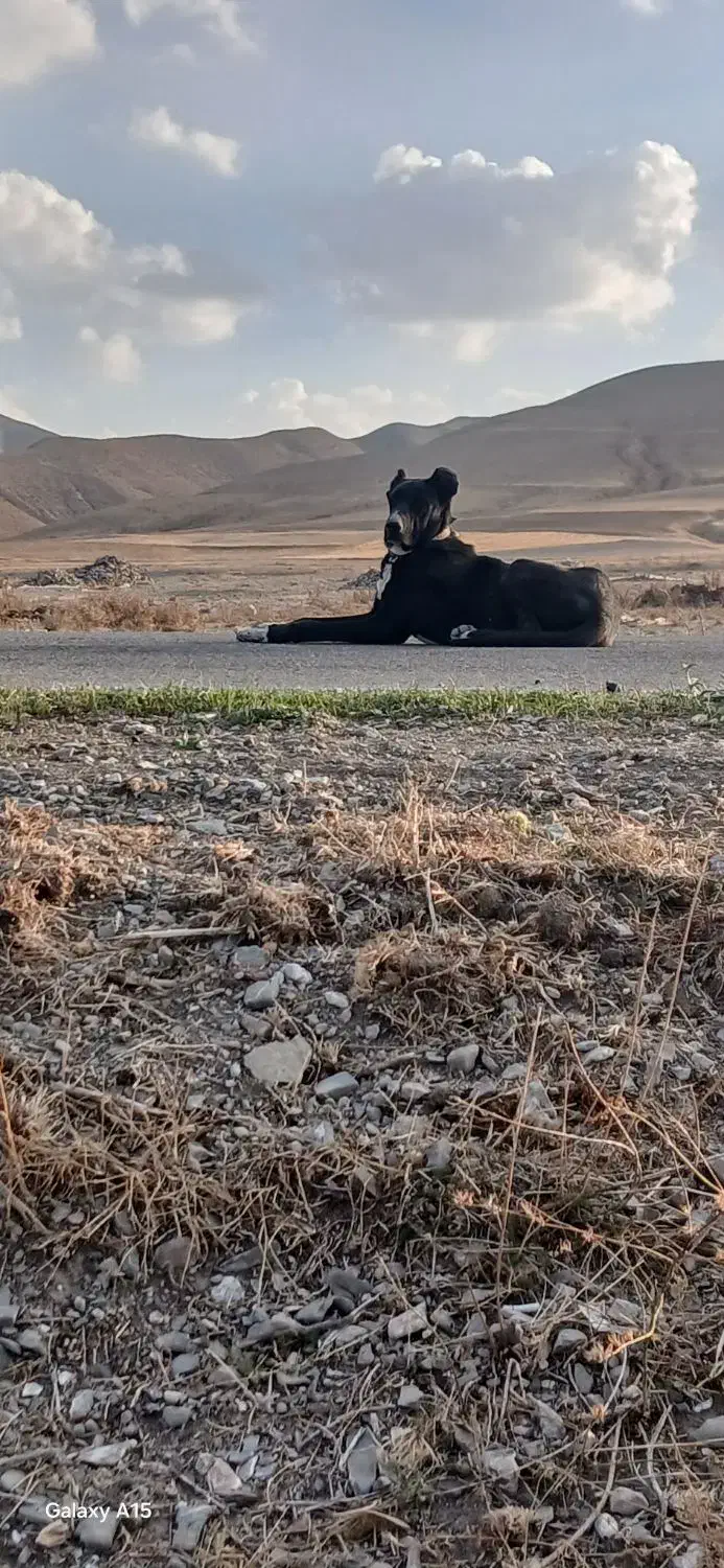 توله ۱۱ماهه|سگ|بستان آباد, |دیوار