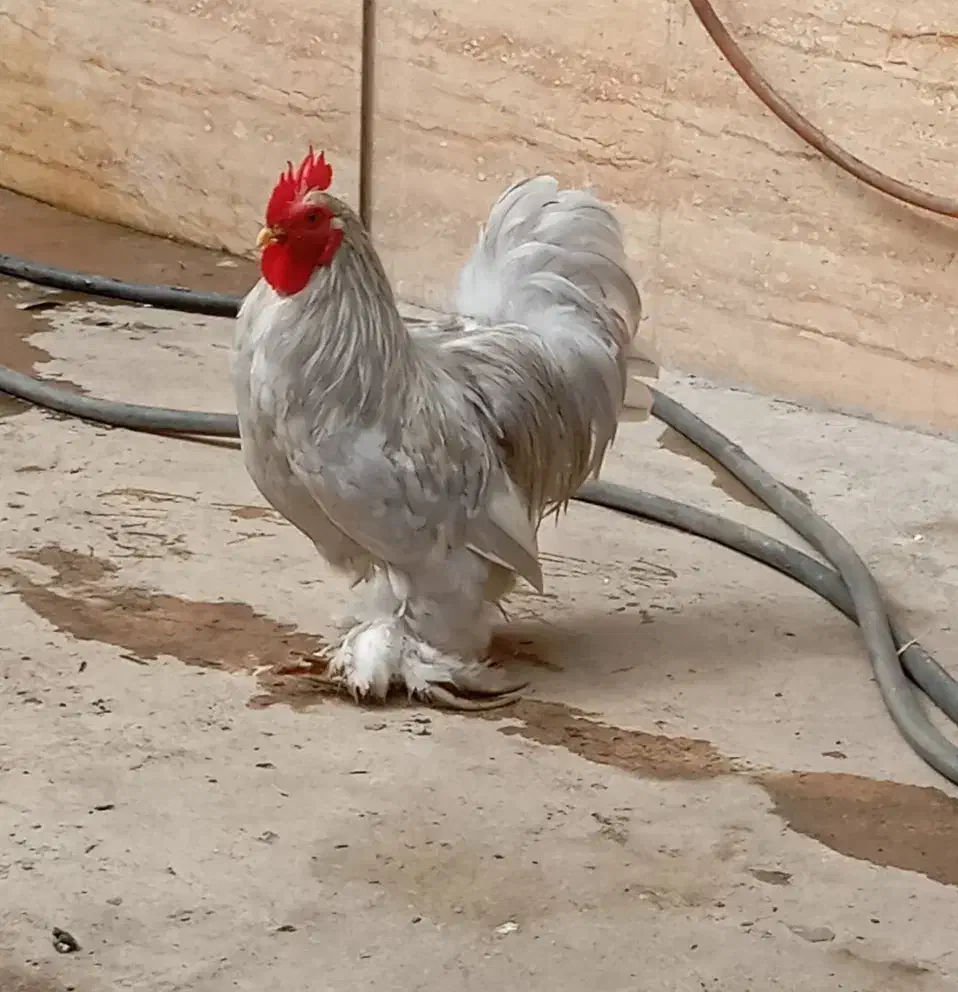 خروس کوشین|حیوانات مزرعه|شفت, |دیوار