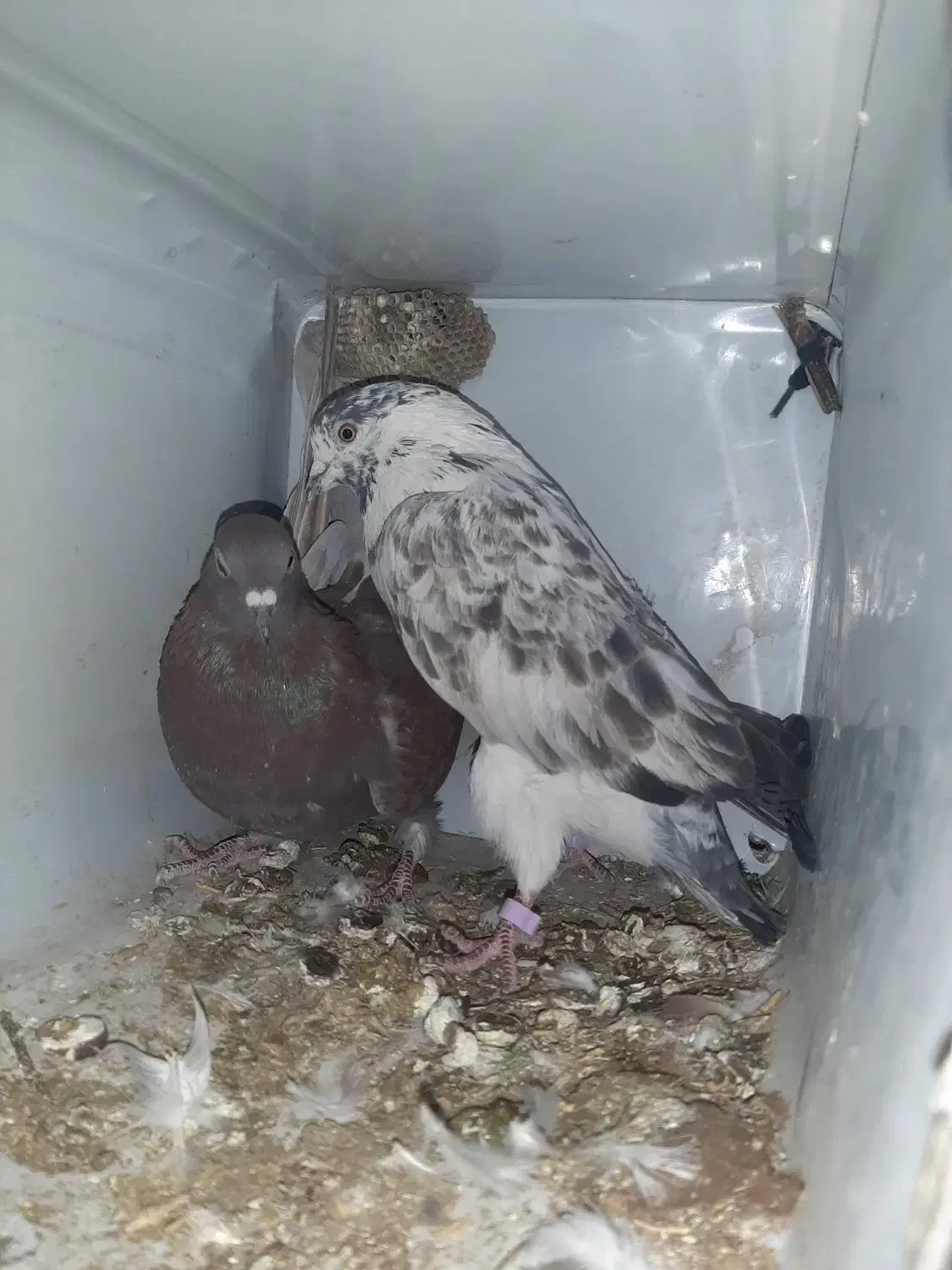 کفتر پرشی|پرنده|موگوئی, |دیوار