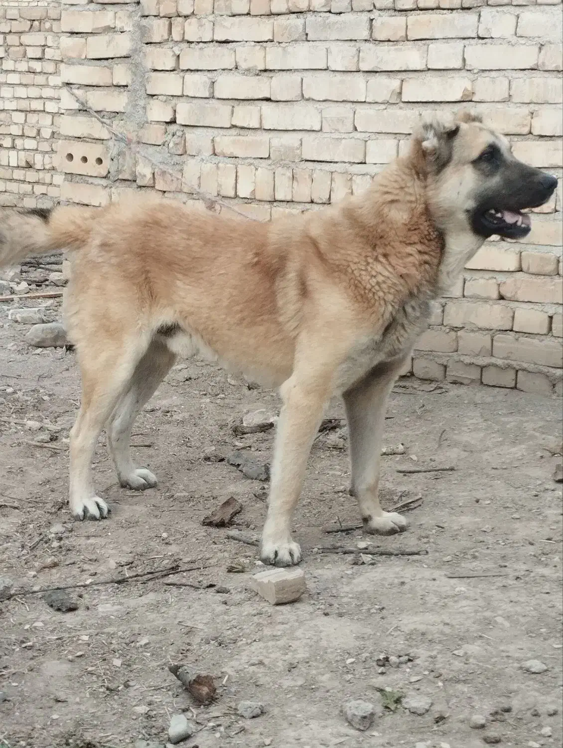 توله سگ ۸ ماهه سرابی|سگ|مشهد, توس (بلوار توس)|دیوار