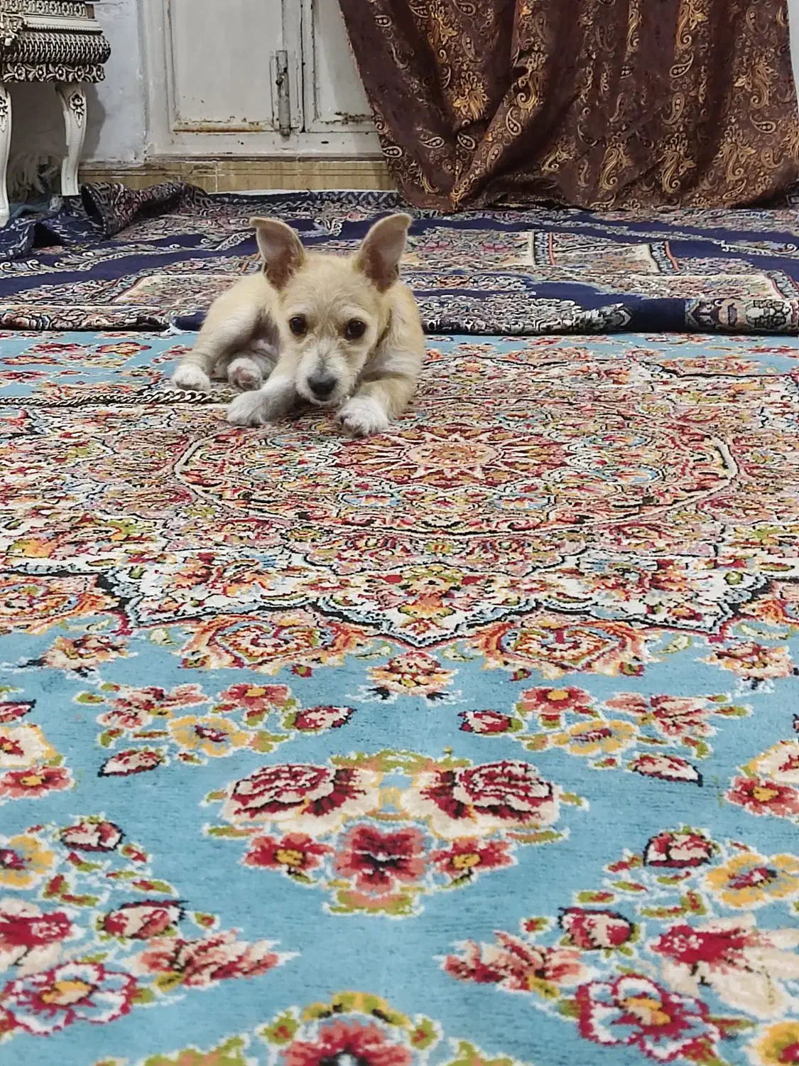 سگ‌پاکوتاه‌به‌مورور‌زمان‌پشمالو‌میشه‌‌و۳ماهشه|سگ|مشهد, پنجتن|دیوار