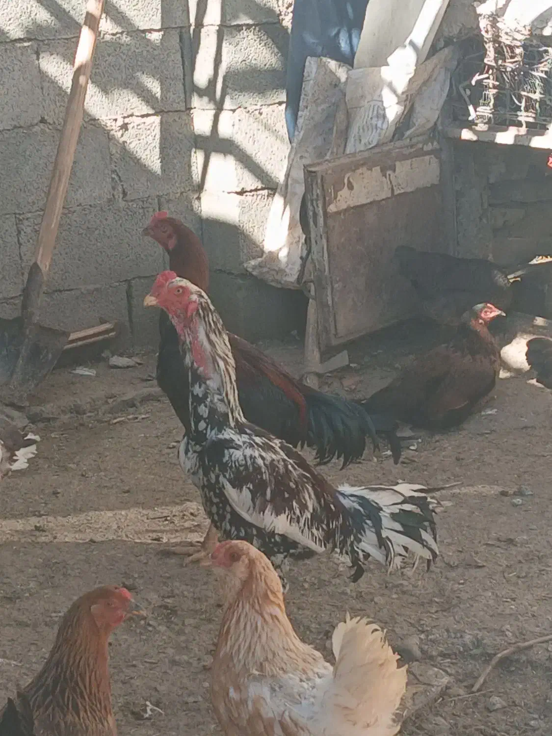 لاری|حیوانات مزرعه|نمشیر, |دیوار