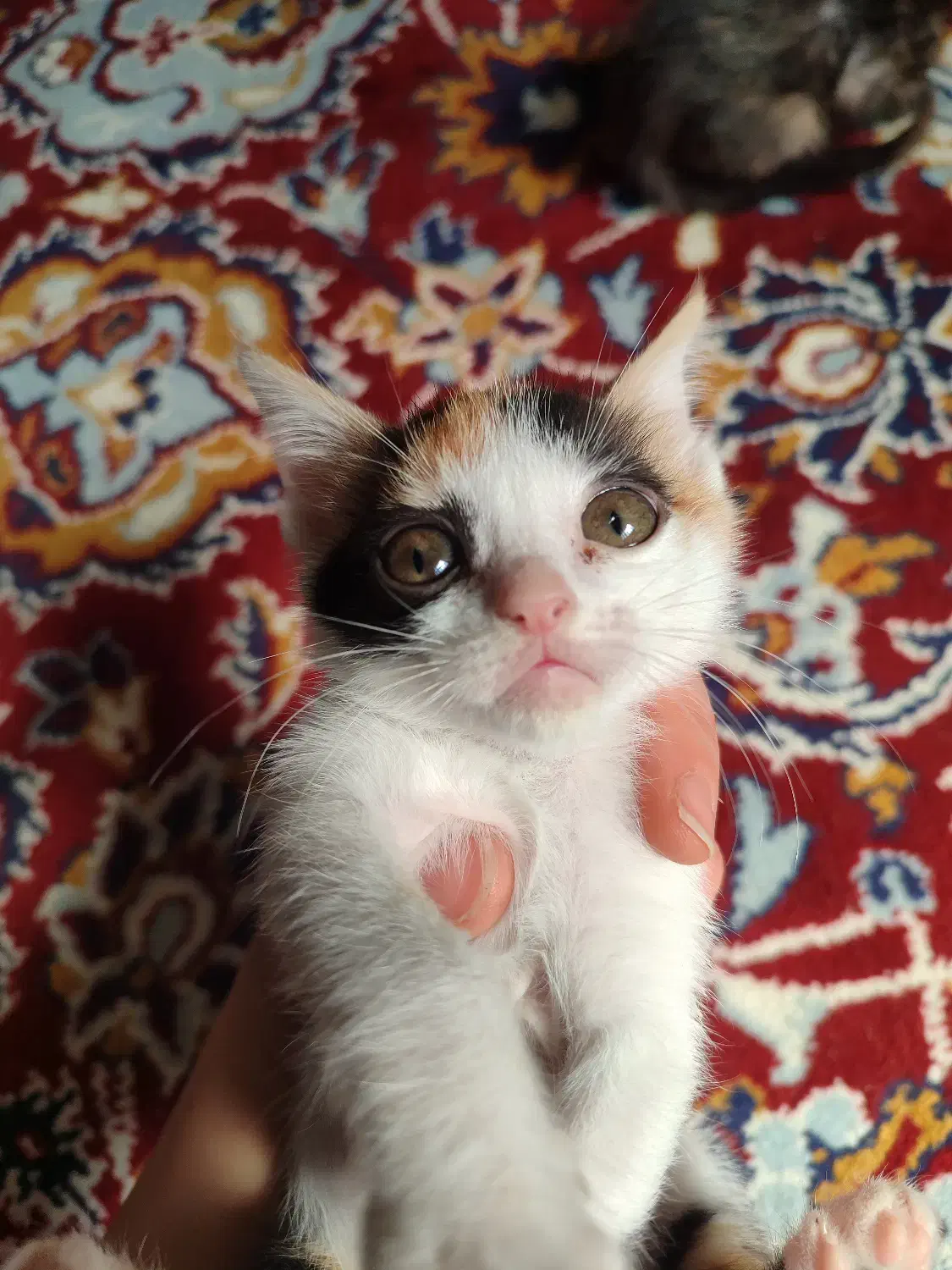 توله گربه اسکاتیش|گربه|بوشهر, |دیوار