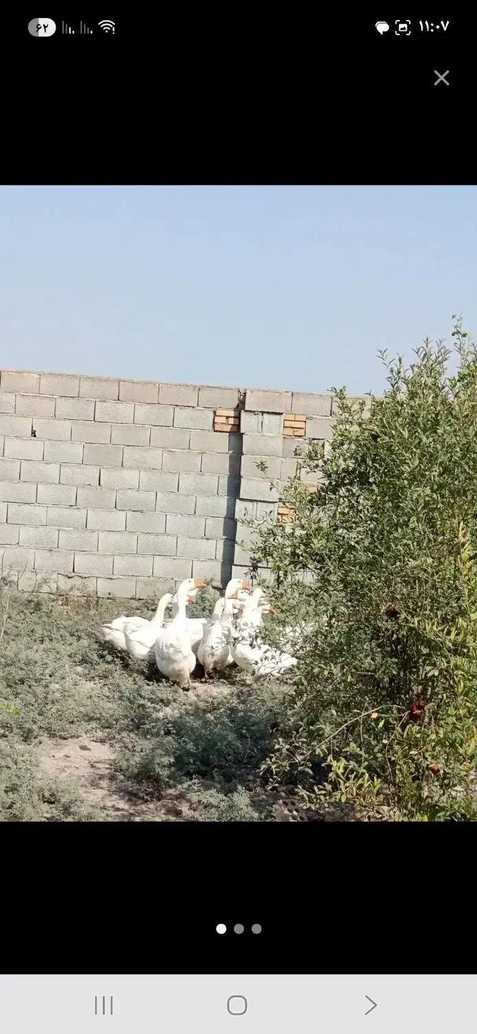 قوغاز|حیوانات مزرعه|گرگان, |دیوار