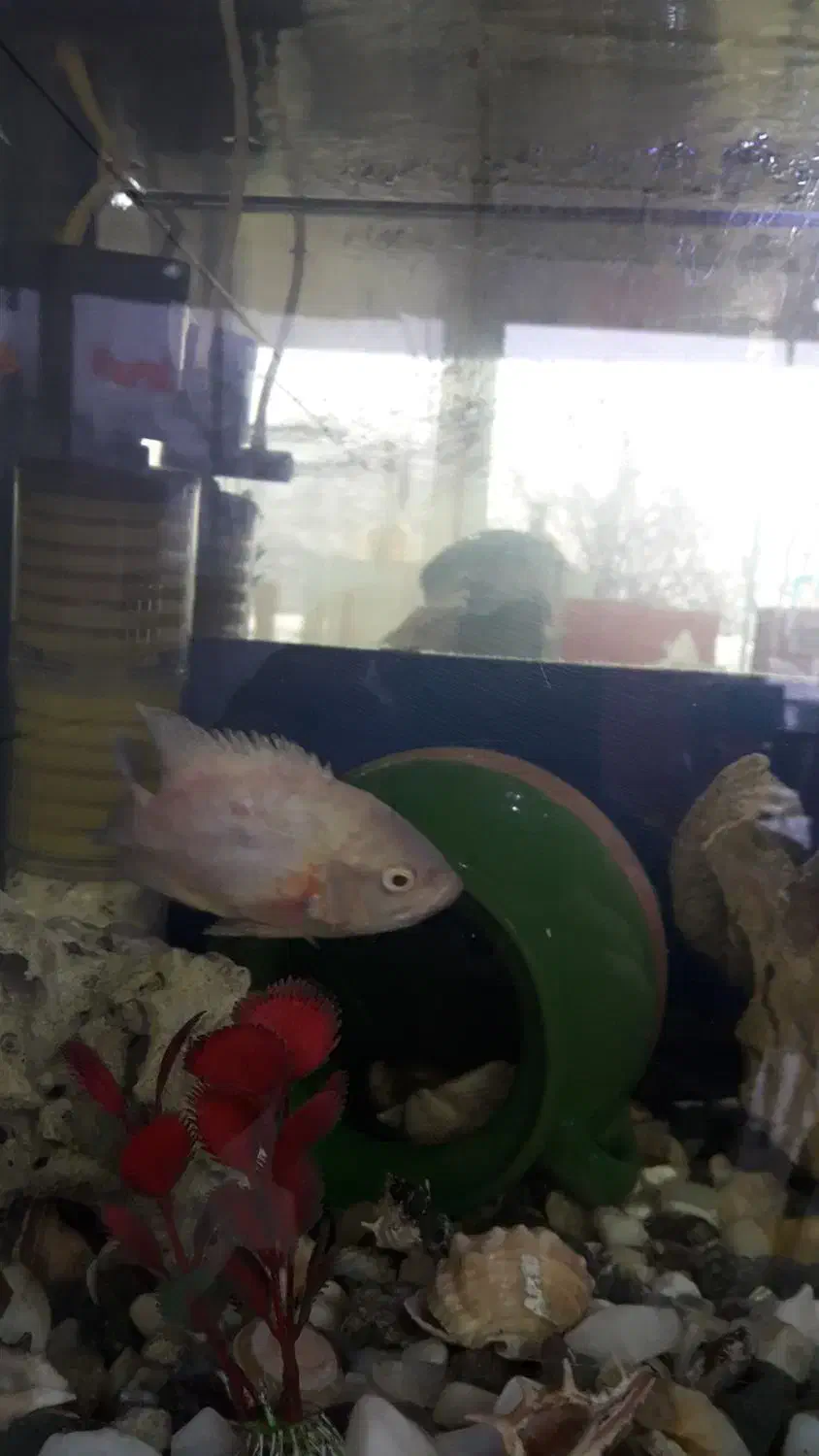 آکواریوم با ماهی|ماهی|مریوان, |دیوار