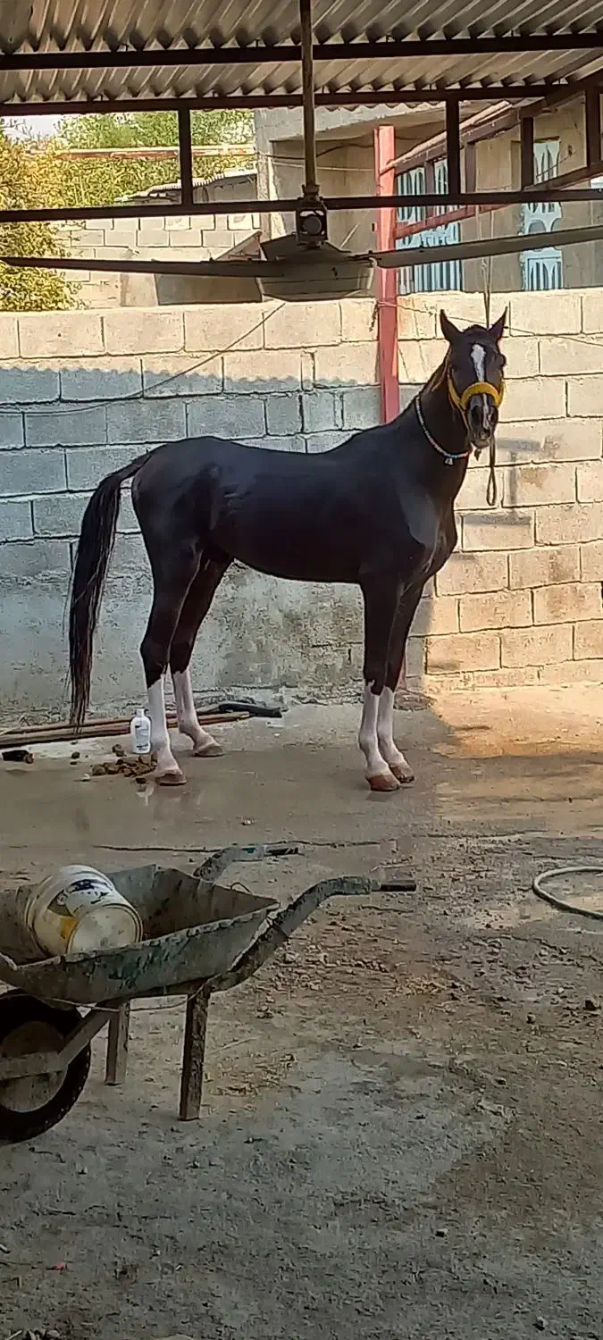 اسب درهشور|اسب و تجهیزات اسب‌سواری|بوشهر, |دیوار