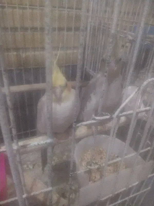 عروس هلندی جوجه مولد|پرنده|قم, شهرک توانیر|دیوار