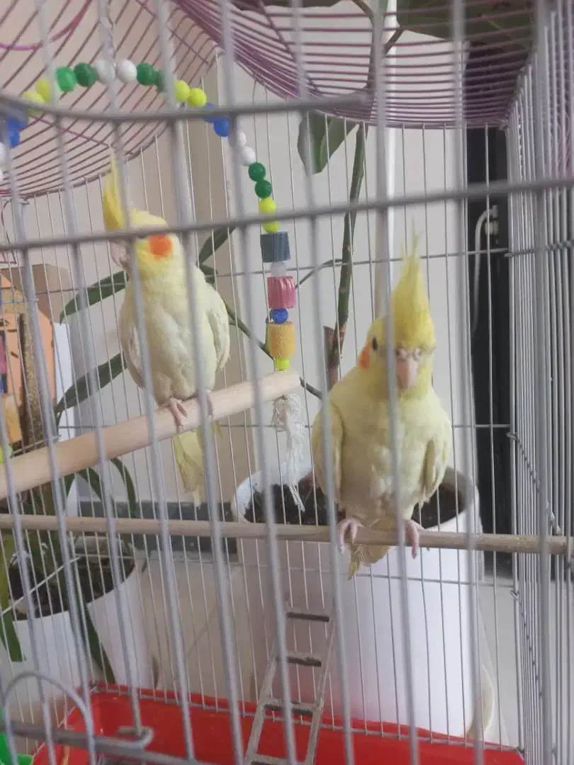 عروس هلندی ماده|پرنده|اهواز, کیانشهر|دیوار