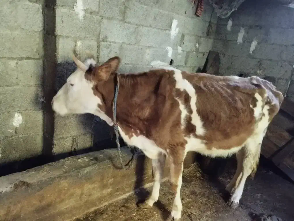 گاو هولیشناین جوان آماده|حیوانات مزرعه|رشت, بازار|دیوار