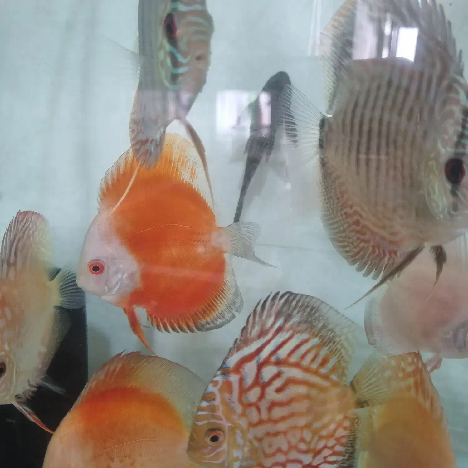 ماهی دیسکس|ماهی|اندیشه, شهرک مریم|دیوار