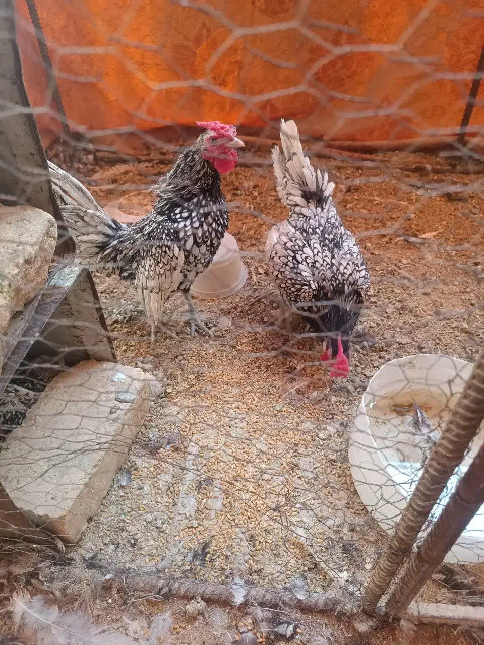 خروس مینیاتوری|حیوانات مزرعه|مهریز, |دیوار